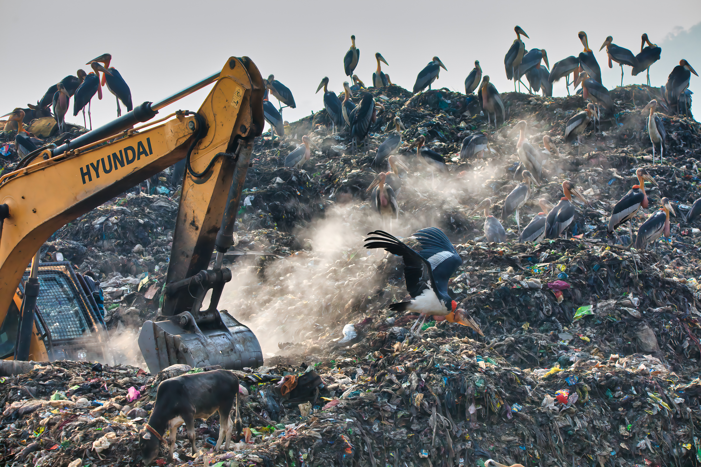 Attracting a variety of scavenger species such as this flock of greater adjutants and encroaching upon the Deepor Beel wetland, the Boragaon landfill is an important cause of pollution, habitat destruction, and wildlife deaths through poisoning.