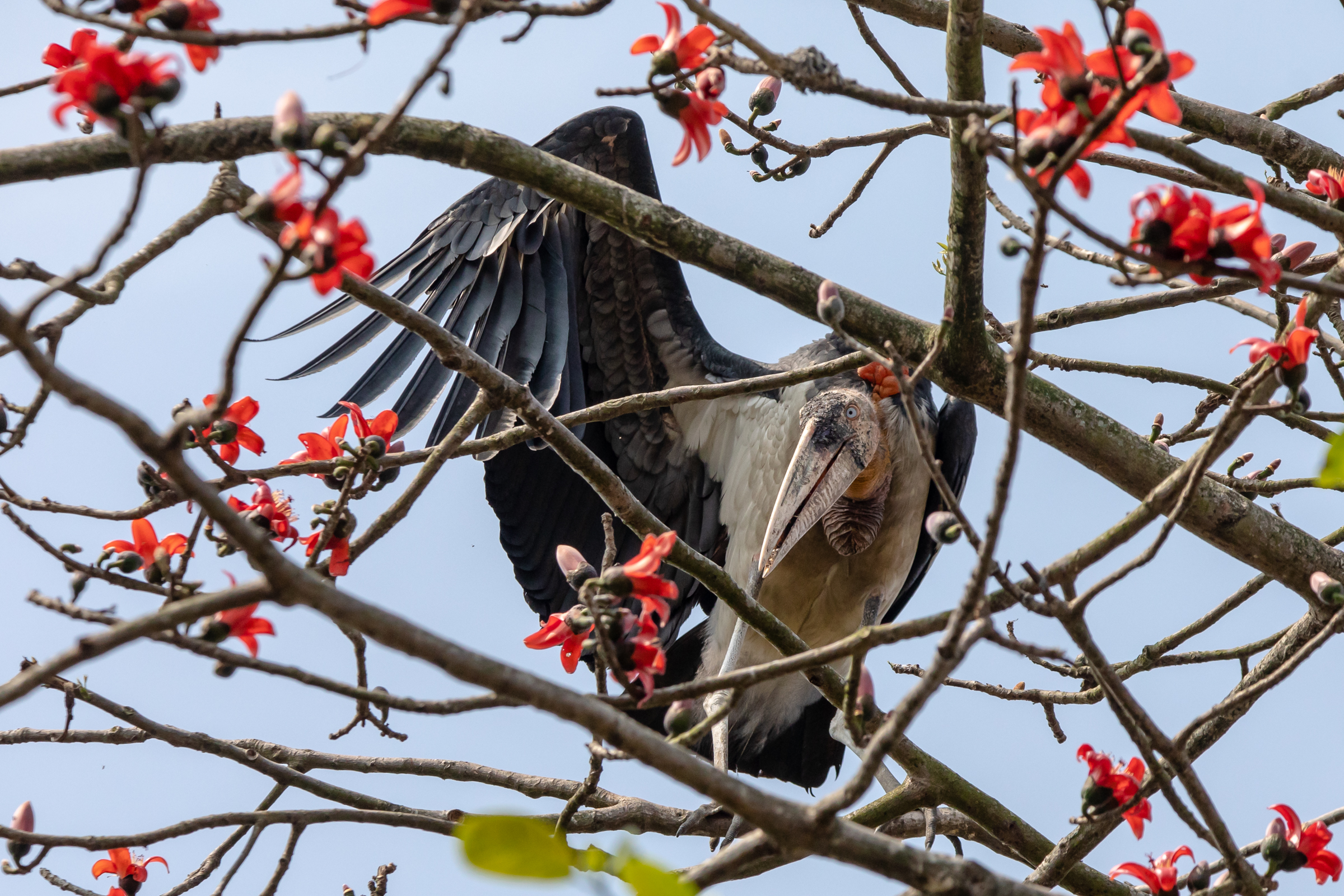 An endangered greater adjutant is pictured in a silk cotton tree. Since conservation efforts began in 2010, nesting trees have been preserved locally.