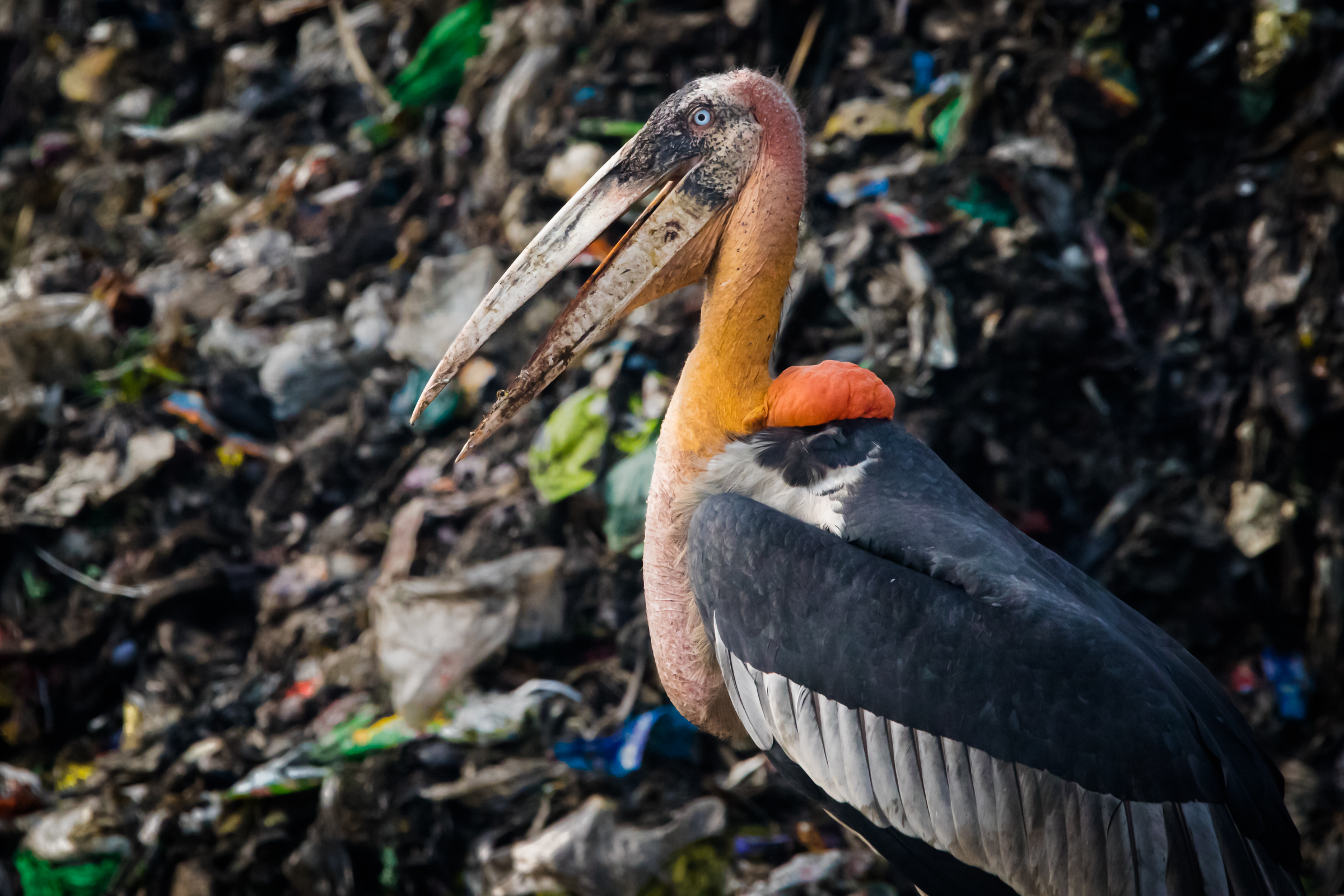 Once covering 4,000 hectares (9,884 acres), the wetland Deepor Beel has shrunk to an alarming 500 hectares due to habitat destruction and encroachment from the Boragon landfill.