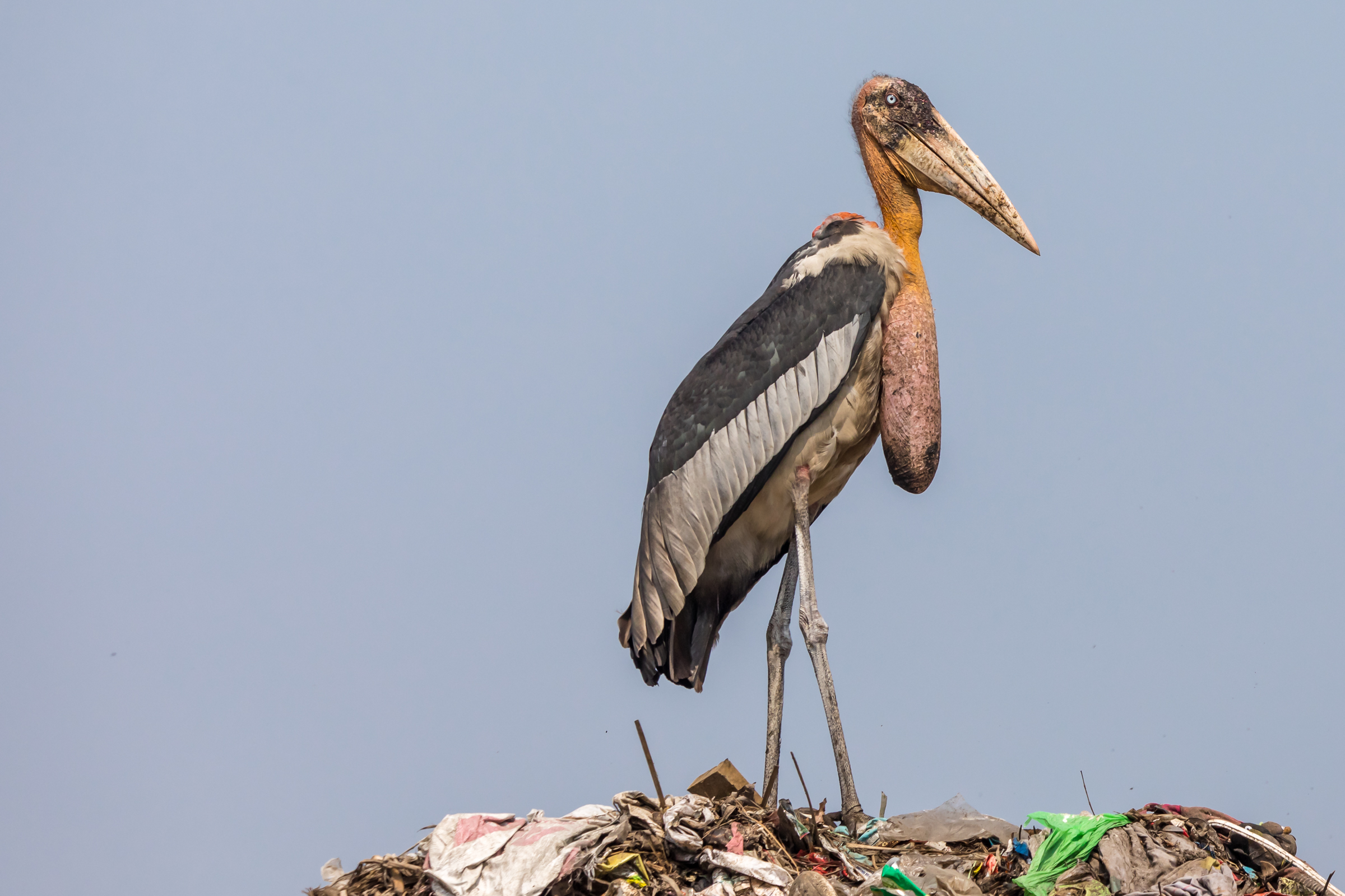 Providing both refuge and potential harm, landfills are emerging as complex ecosystems for many scavenger species, including greater adjutants.
