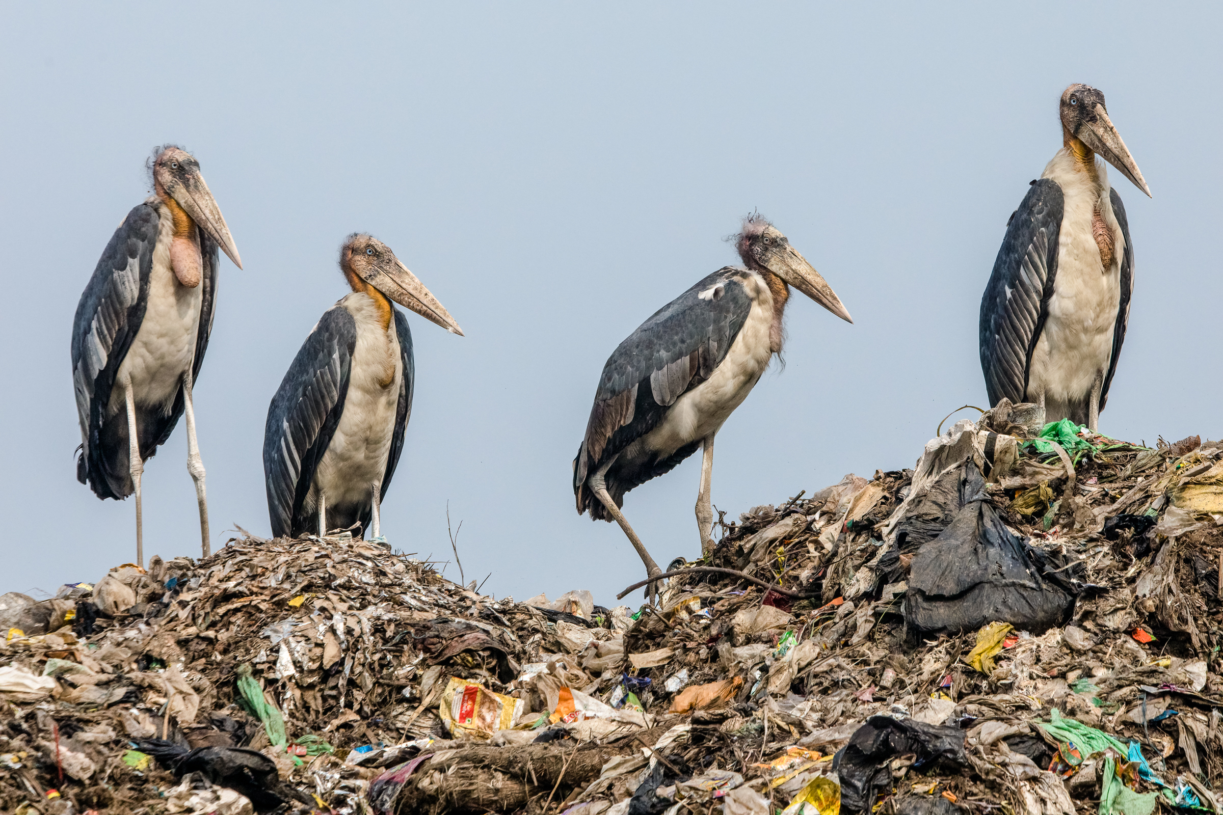 A muster of endangered greater adjutant storks stands atop a landfill.