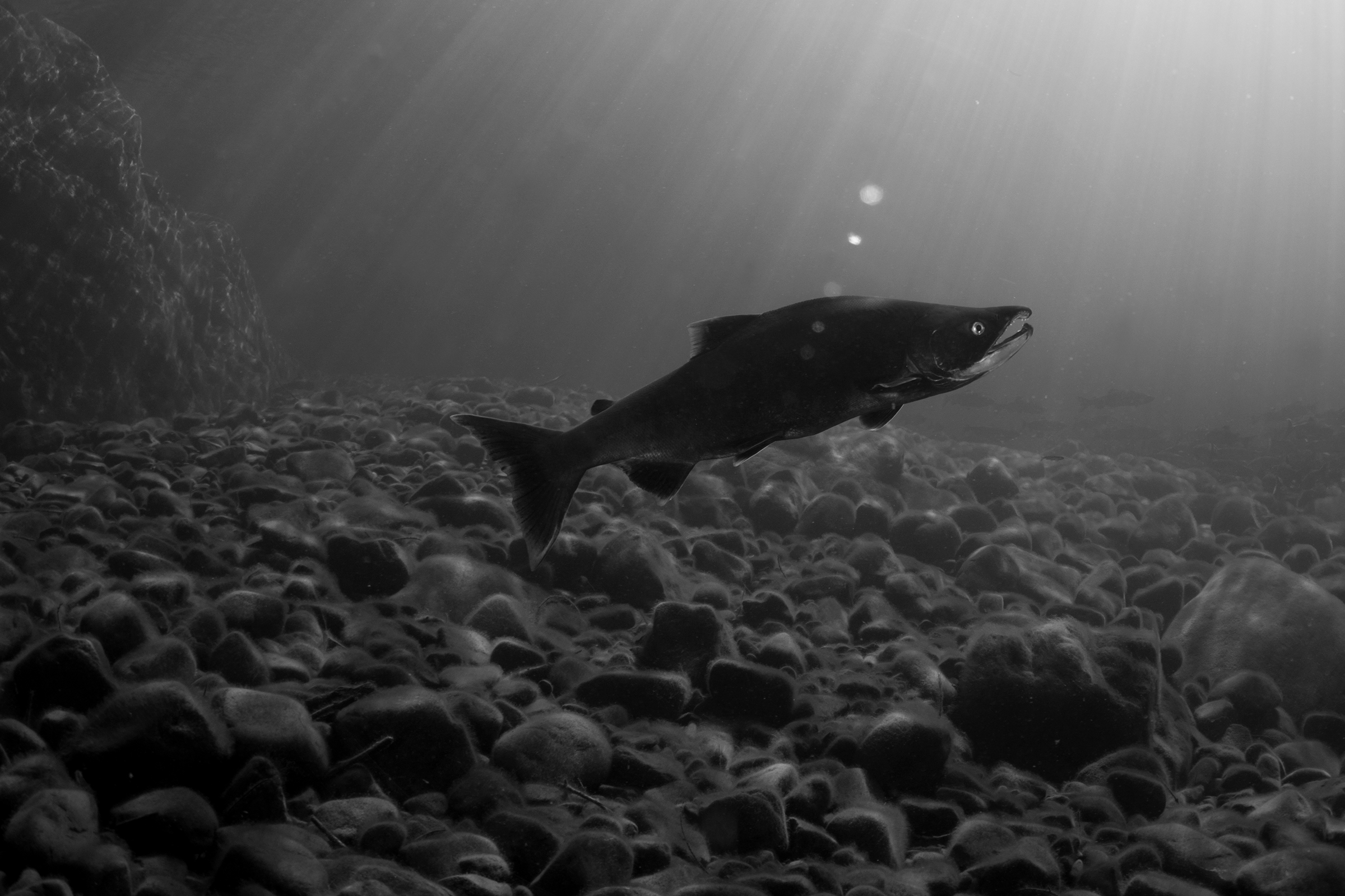 A sockeye salmon shows the characteristic hooked jaw of a fish on its way to spawn. Photograph by April Bencze