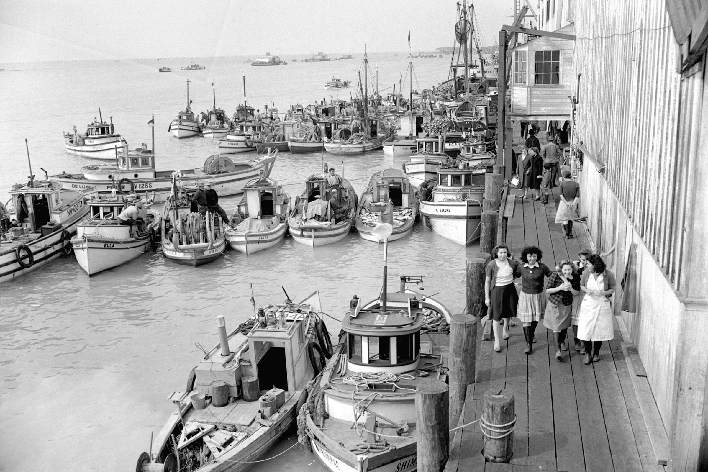 As fishing technologies improved, so too did the hauls of salmon caught off the British Columbia coast. Photograph courtesy of the City of Vancouver Archive
