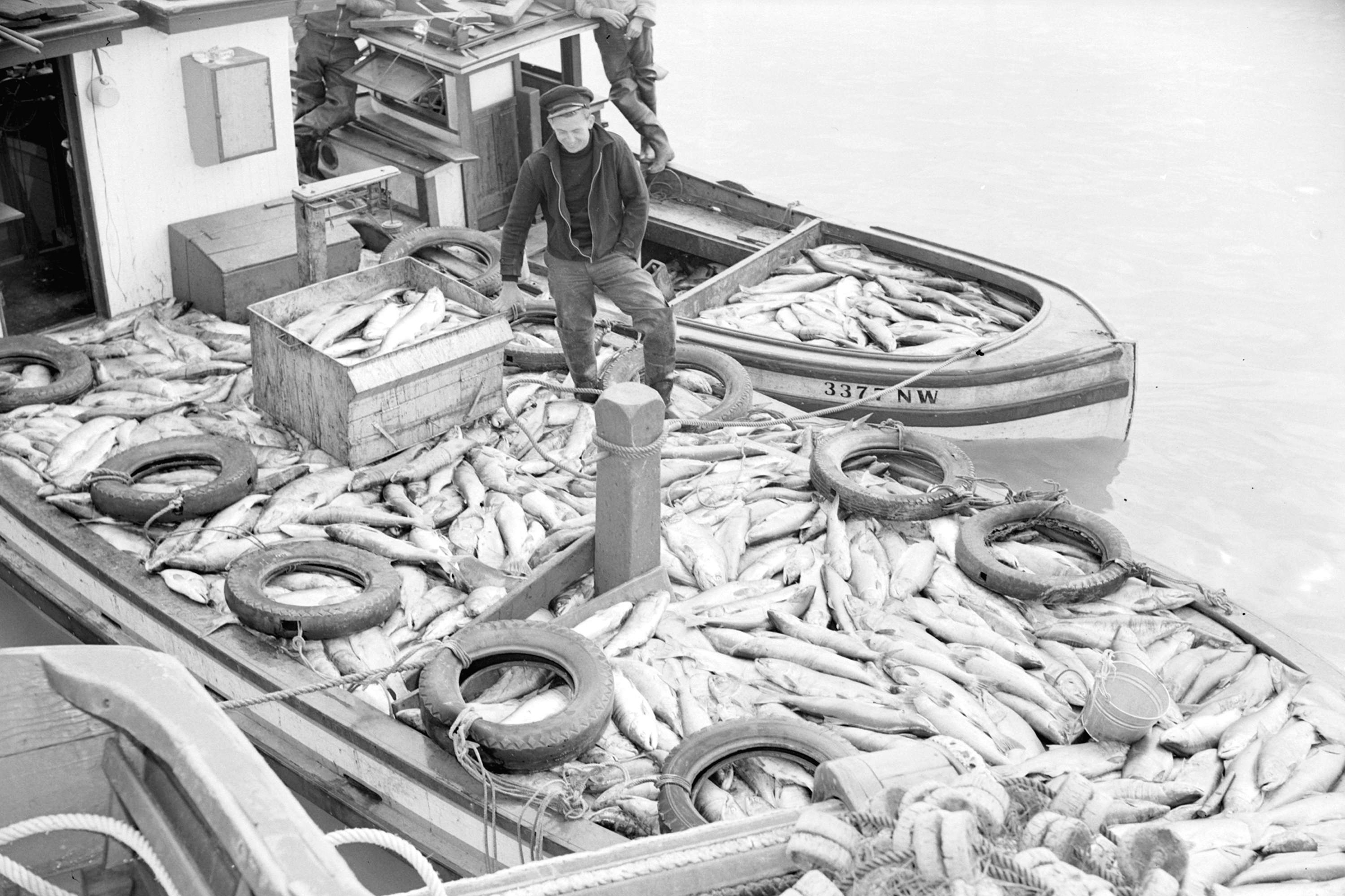 A fisherman poses with a boatload of salmon gill-netted off the coast of British Columbia. Photograph courtesy of City of Vancouver Archives
