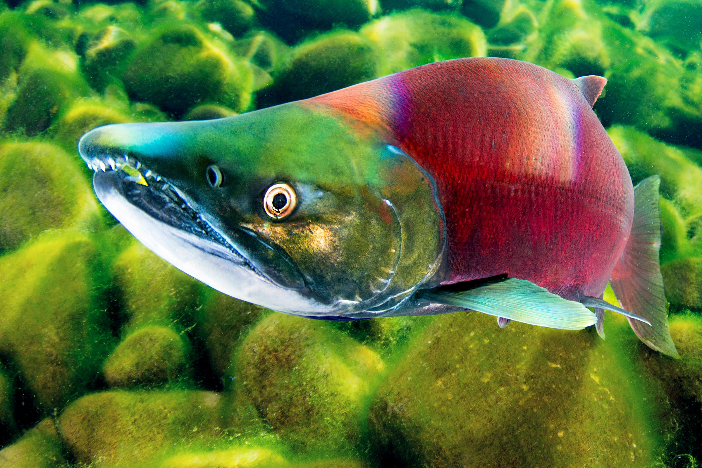 Male sockeye salmon develop a pronounced hooked jaw, or kype, on their way to spawn. Scientists think that this characteristic is used in dominance displays when the salmon reach their spawning beds. Photograph by April Bencze