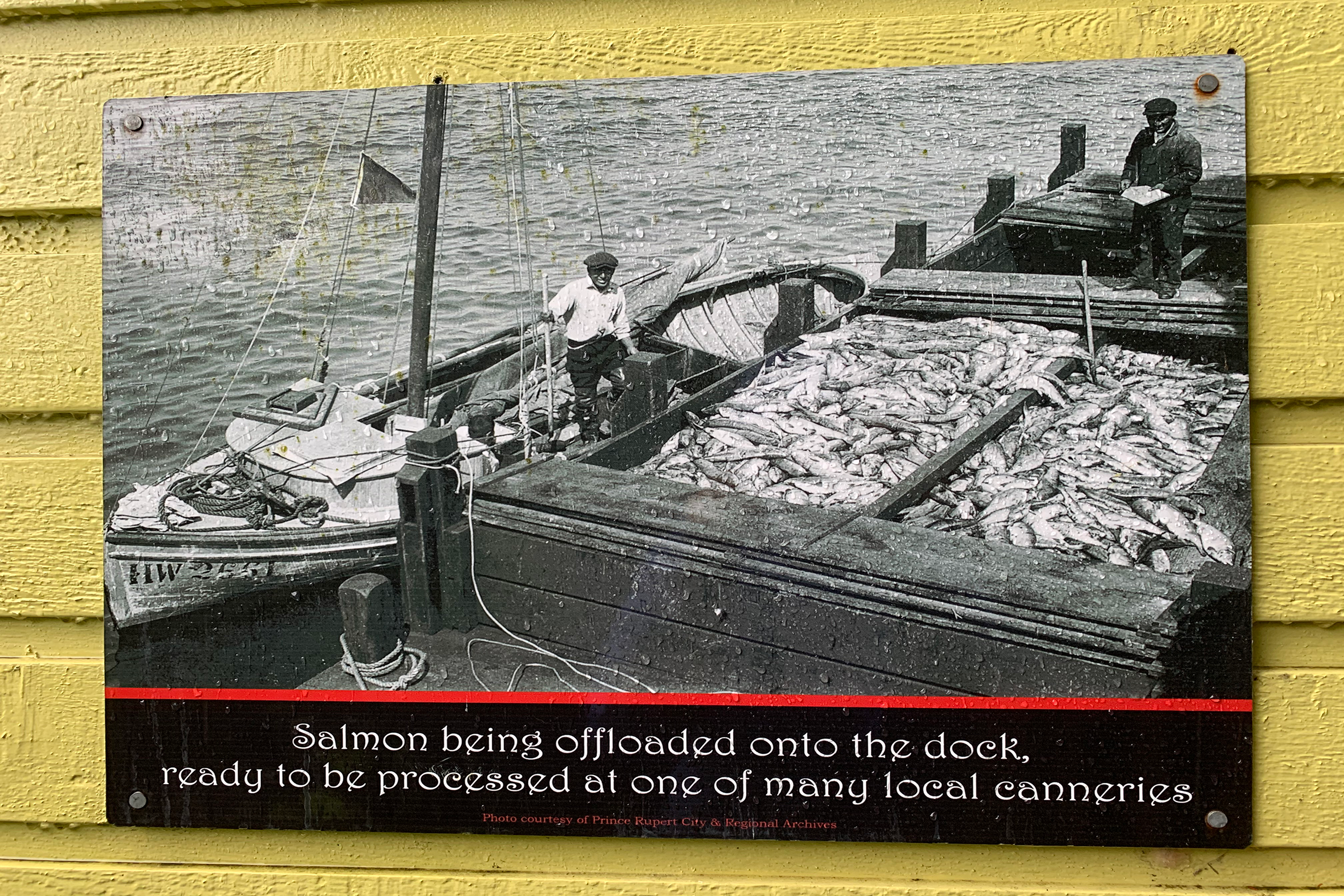 An archival photo posted on the wall of a restaurant in Prince Rupert, at the mouth of the Skeena River, shows fishermen on wooden sailboats unloading their catch. Photograph by Lesley Evans Ogden