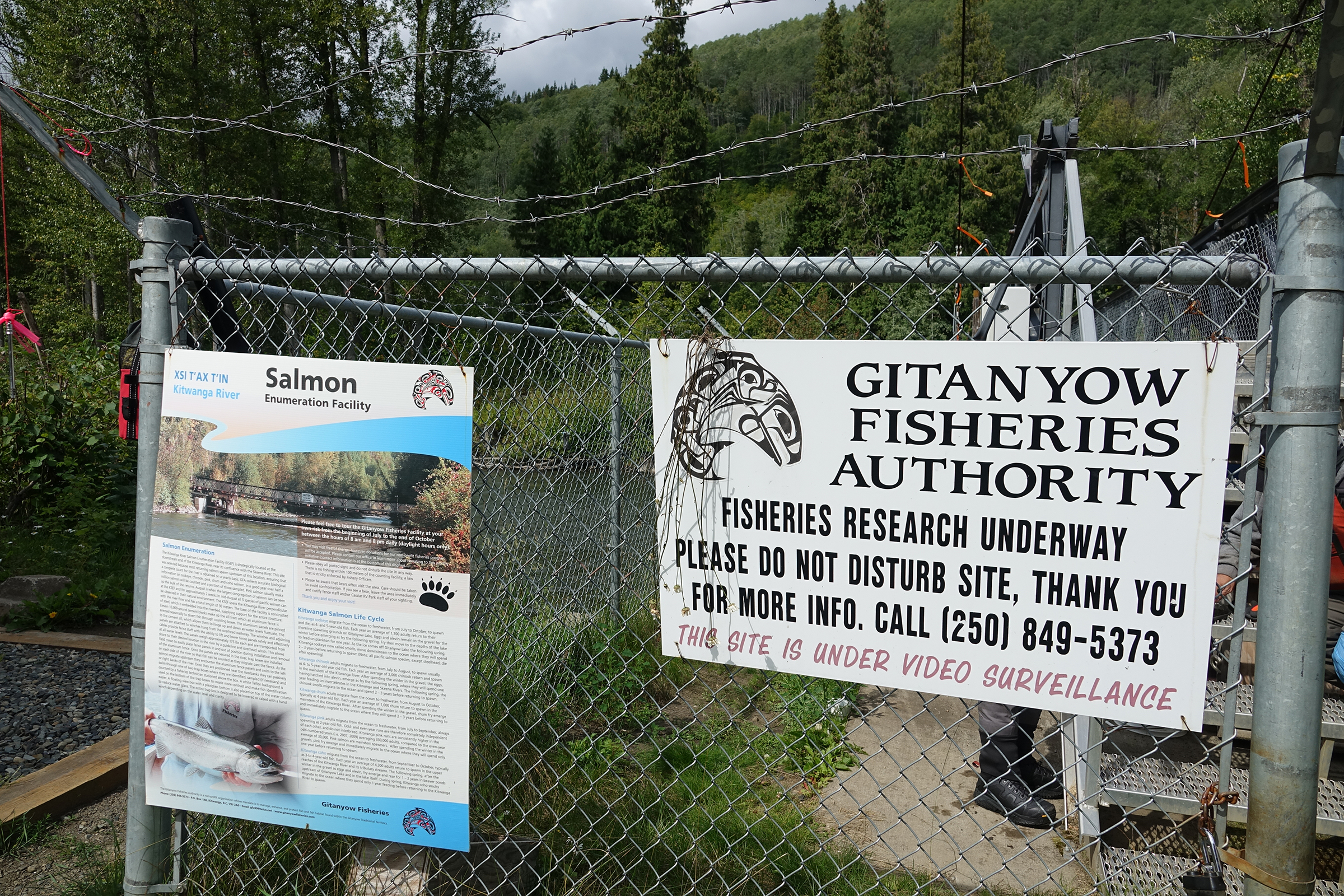 Signage outside the Kitwanga River Salmon Enumeration Facility describes the fisheries research taking place just beyond, where a high-tech fish fence records the passage of every salmon swimming upstream. The information is critical to the effort to better manage the salmon population here, in hopes of one day making harvest possible once again. Photograph by Lesley Evans Ogden