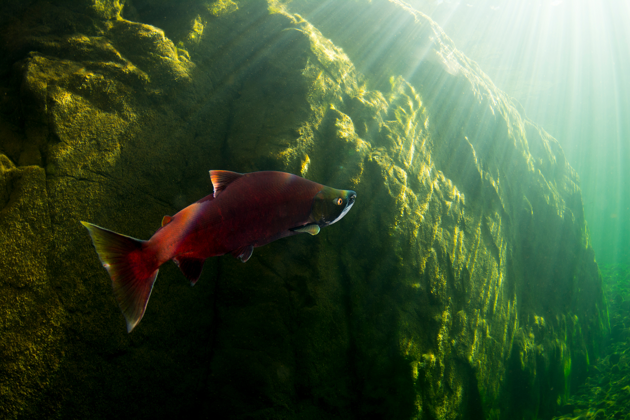 A spawning sockeye salmon makes its way toward the tributary where it hatched years earlier. Photograph by April Bencze