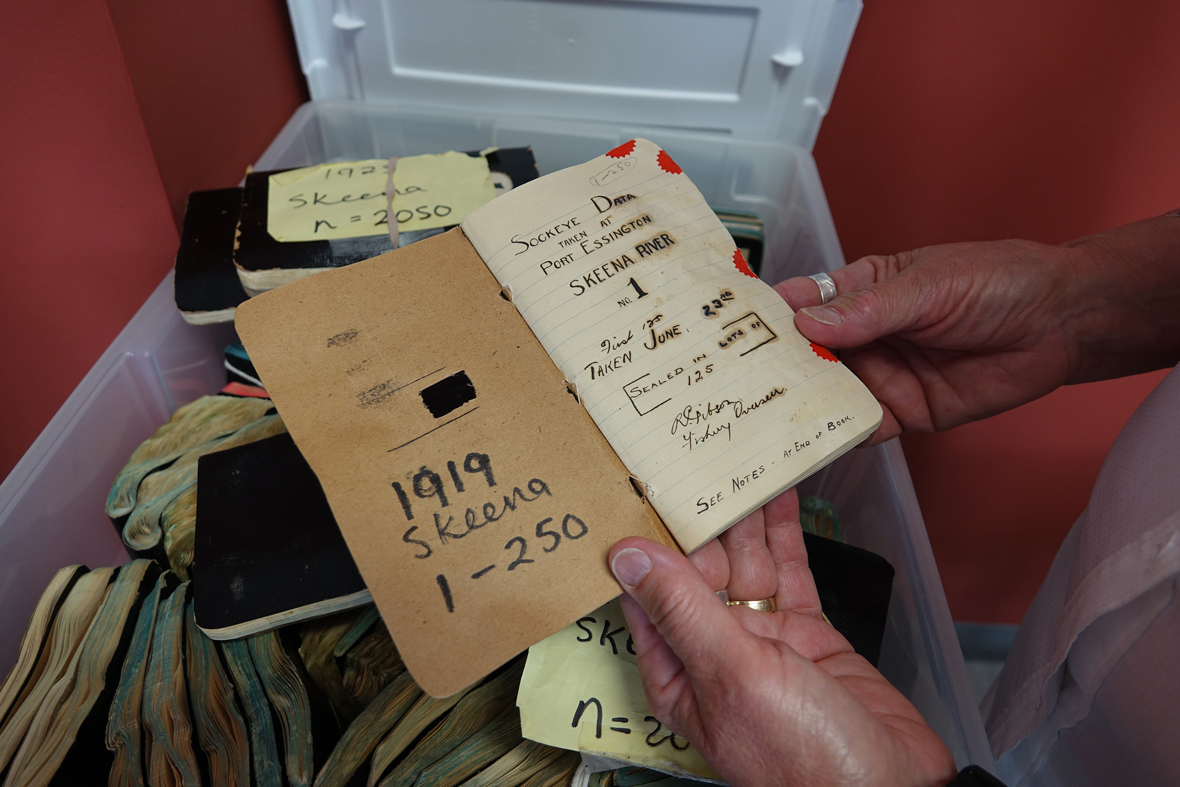 Darlene Gillespie holds one of the original sockeye salmon notebooks in which fisheries overseers like Robert Gibson recorded the length and weight of each fish, and affixed a sample of scales which were smeared on the page wet, to dry in their own slime. Photograph by Lesley Evans Ogden