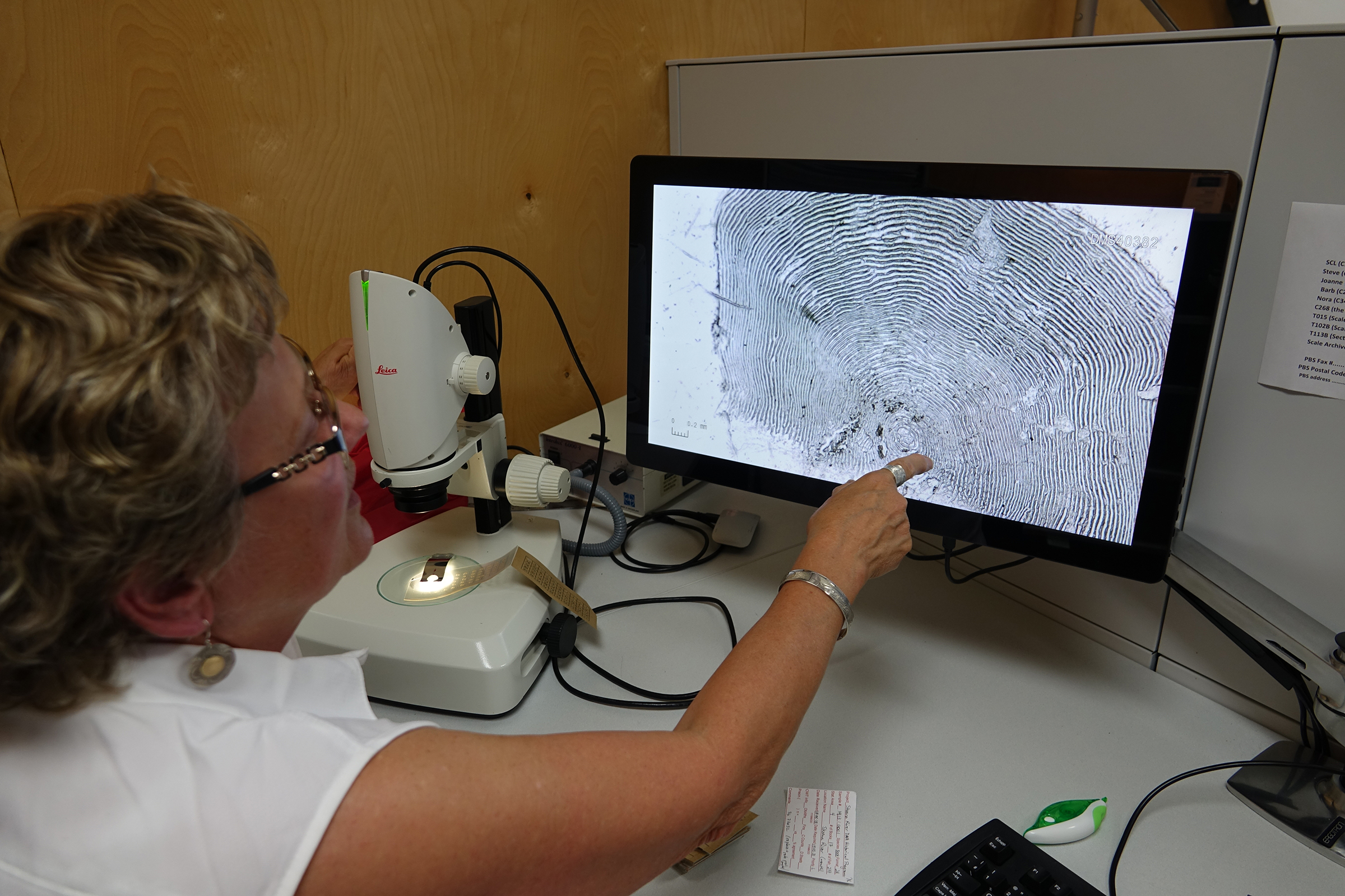 At the DFO Pacific Biological Station in Nanaimo, on Vancouver Island, in May 2019, Darlene Gillespie points to a projected image of a sockeye salmon scale under a microscope. Each scale, says Gillespie, is a little treasure trove of information. Photograph by Lesley Evans Ogden