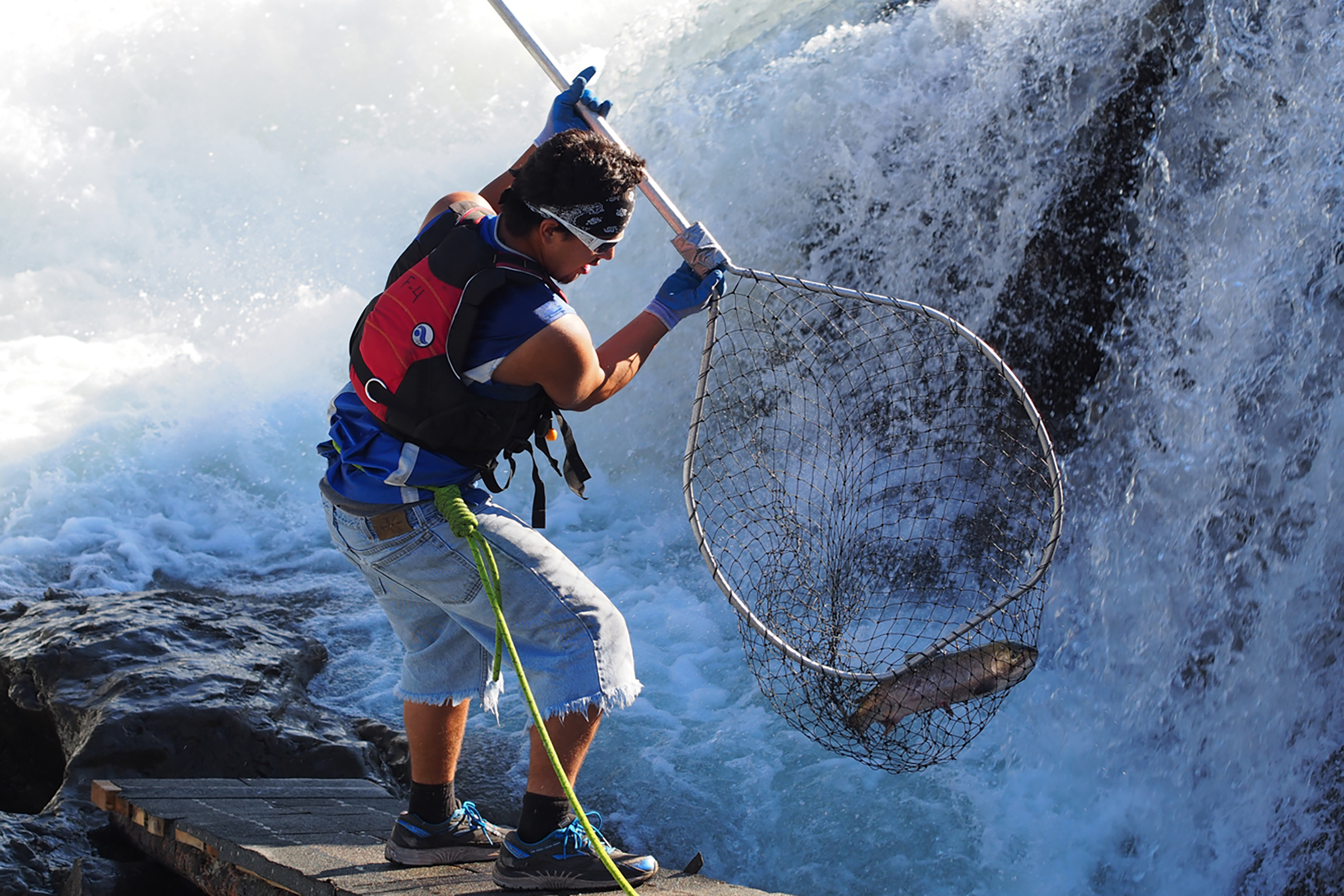 Brandon Pete uses a traditional First Nations capture method to net a salmon in mid-air as it leaps up the rapids during its migration up the Skeena River in Northern British Columbia. Photograph by Walter Joseph