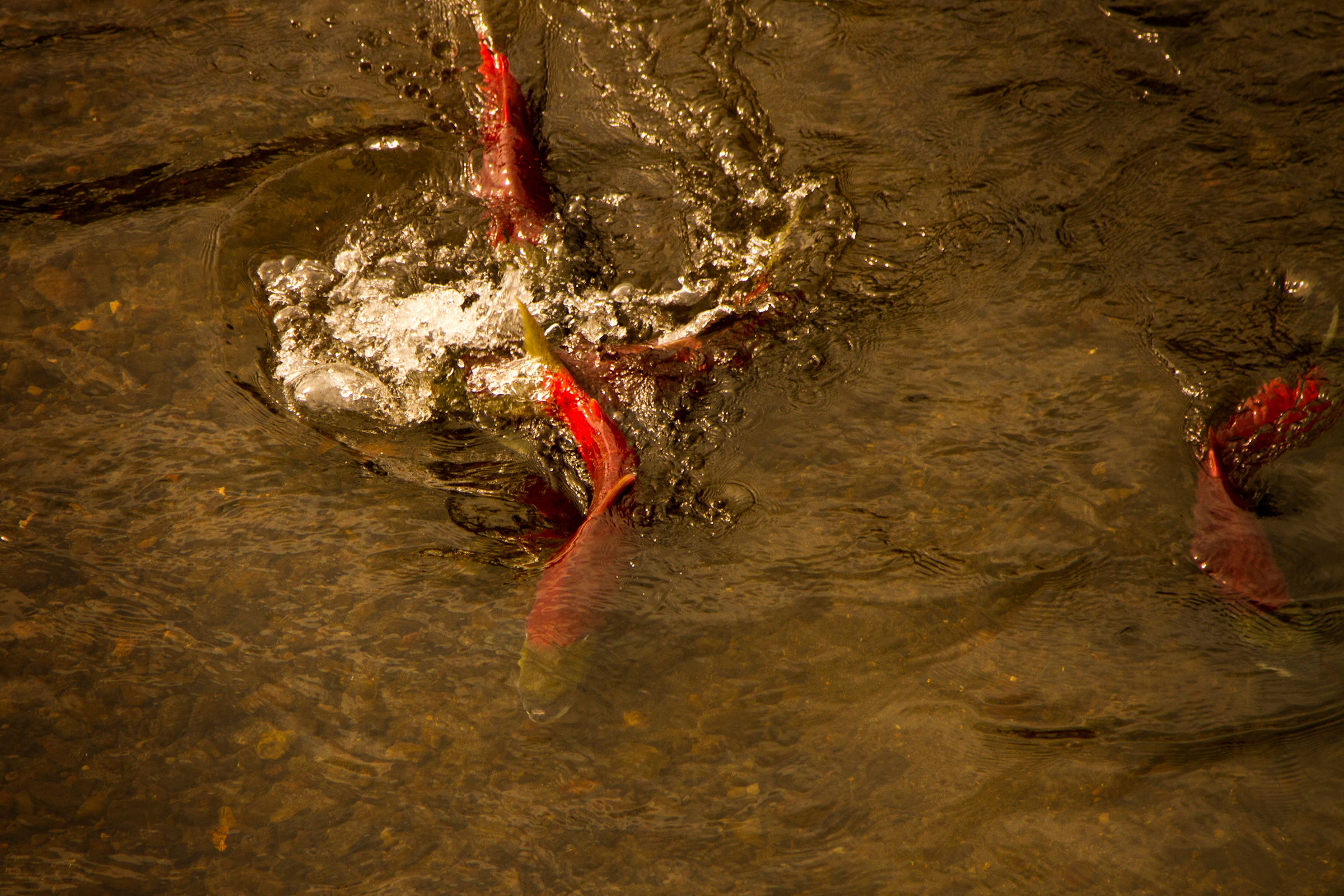 Spawning sockeye make their way up increasingly shallow tributaries of British Columbia's Skeena River. Photograph by Dan Mesec