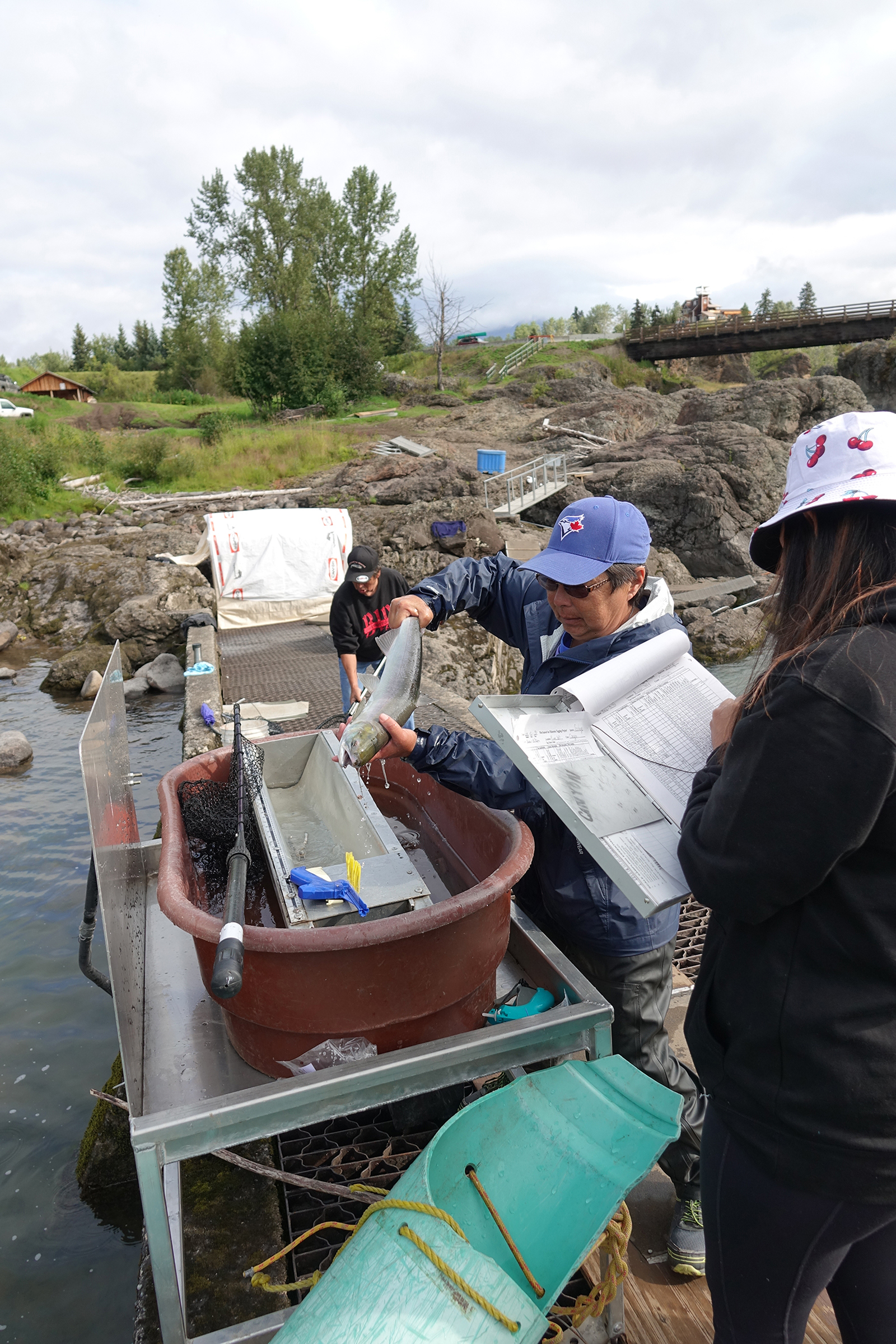 Yolanda Alfred (left) and assistant Mackenzie Michell (right) are measuring and weighing a recently captured sockeye salmon at Witset Canyon on the Bulkley River, a tributary that feeds the Skeena River. Half of the sockeye captured here by Wet'suwet'en First Nations traditional fishers will be kept for food, and the other half tagged, measured, weighed, and released to continue their journey upriver to spawn. Photograph by Lesley Evans Ogden