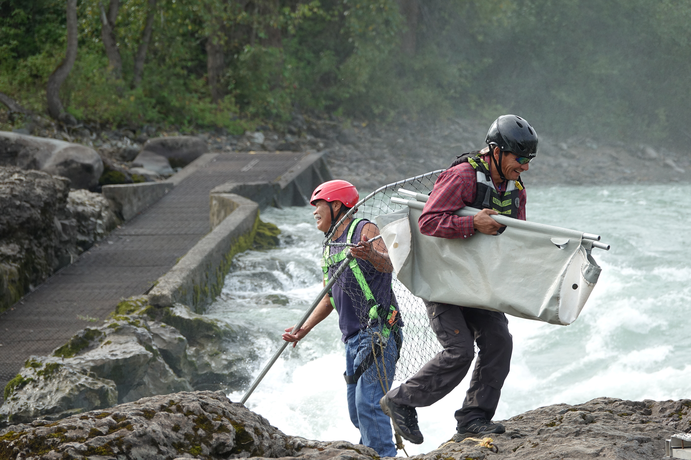 Wet'suwet'en First Nations fishermen Willie Pete (left) and Fabian Alfred (right) smile following the capture of a salmon at Witset canyon on the Bulkley River, a tributary of the Skeena River in Northern British Columbia. Traditional capture from rocks beside the rapids requires agility and skill to net salmon mid-leap. This salmon is being carried in a cradle to a research table where it will be measured, weighed, tagged, and then released into the waters above the rapids. Photograph by Lesley Evans Ogden