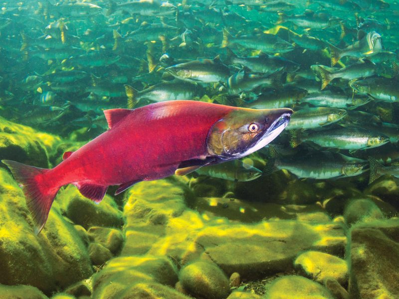 Scales of Reference - sockeye salmon