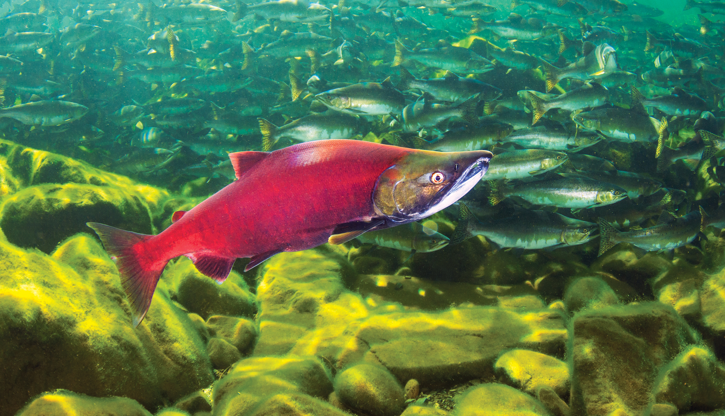 Scales of Reference - sockeye salmon