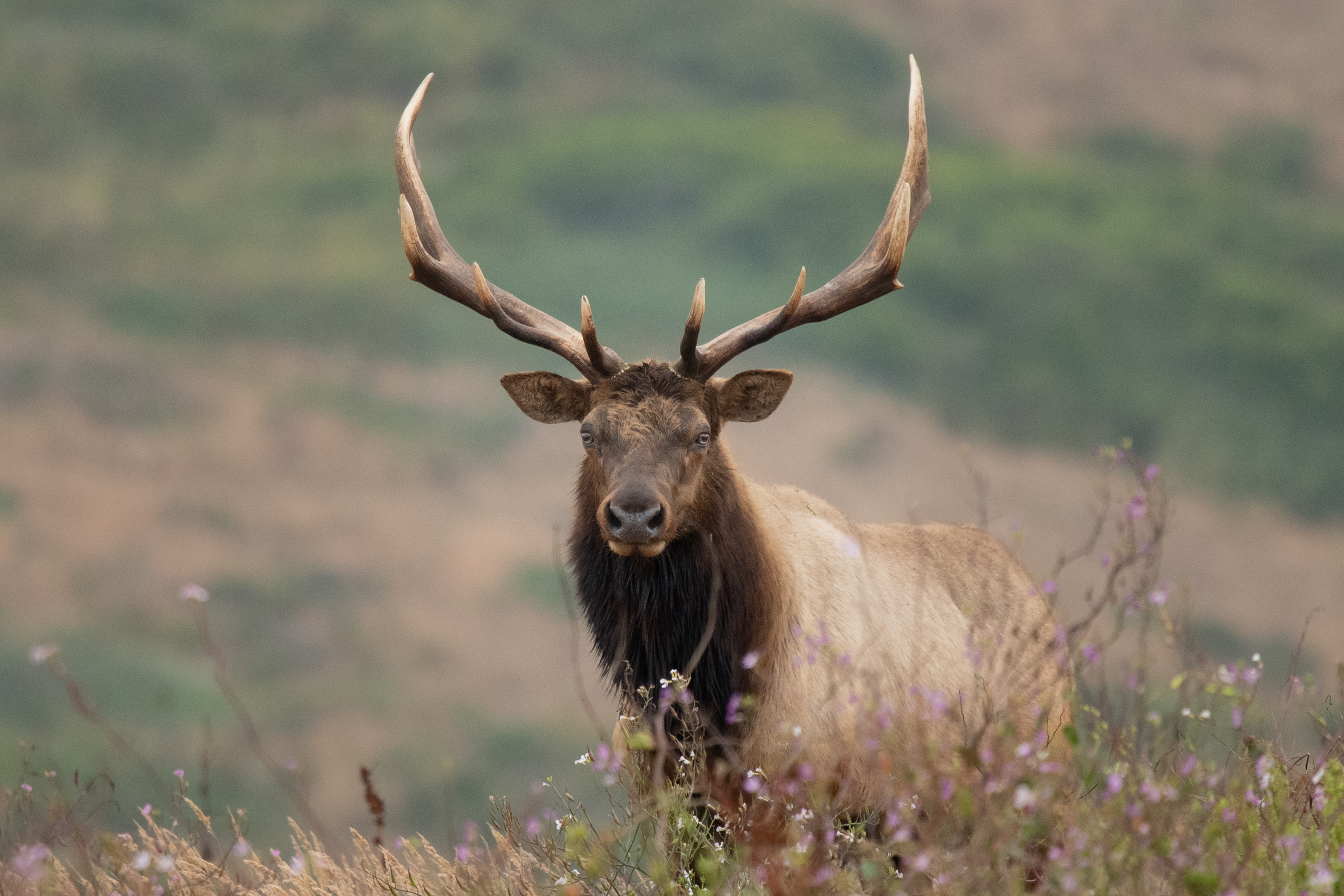 A tule elk bull stands in a field of wild radish flowers near Drake's Beach at Point Reyes National Seashore.