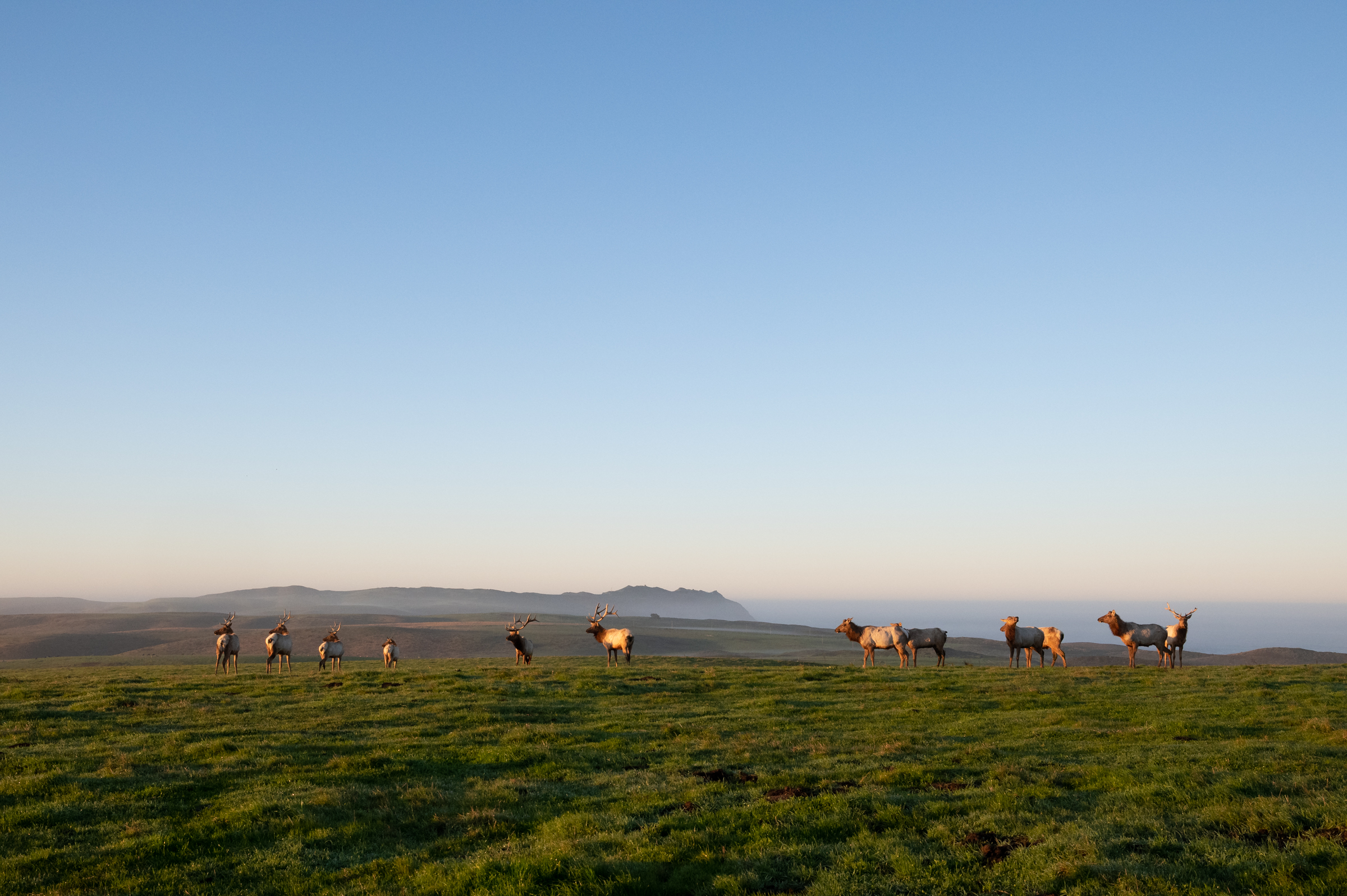 A herd of tule elk grazes on a bluff overlooking the Pacific Ocean at Point Reyes National Seashore.