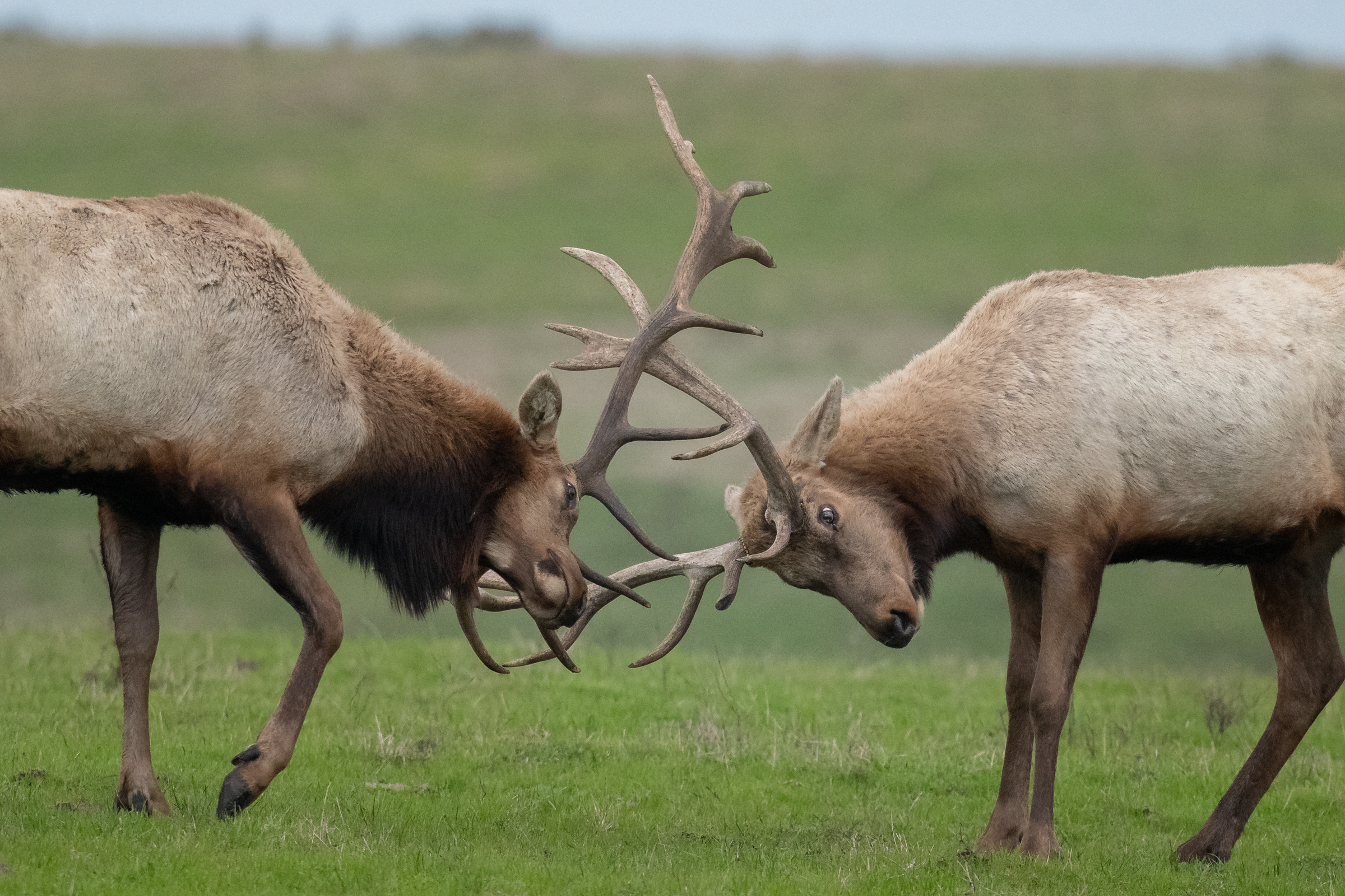 Two young tule elk bulls spar in preparation for more serious battles with larger males.