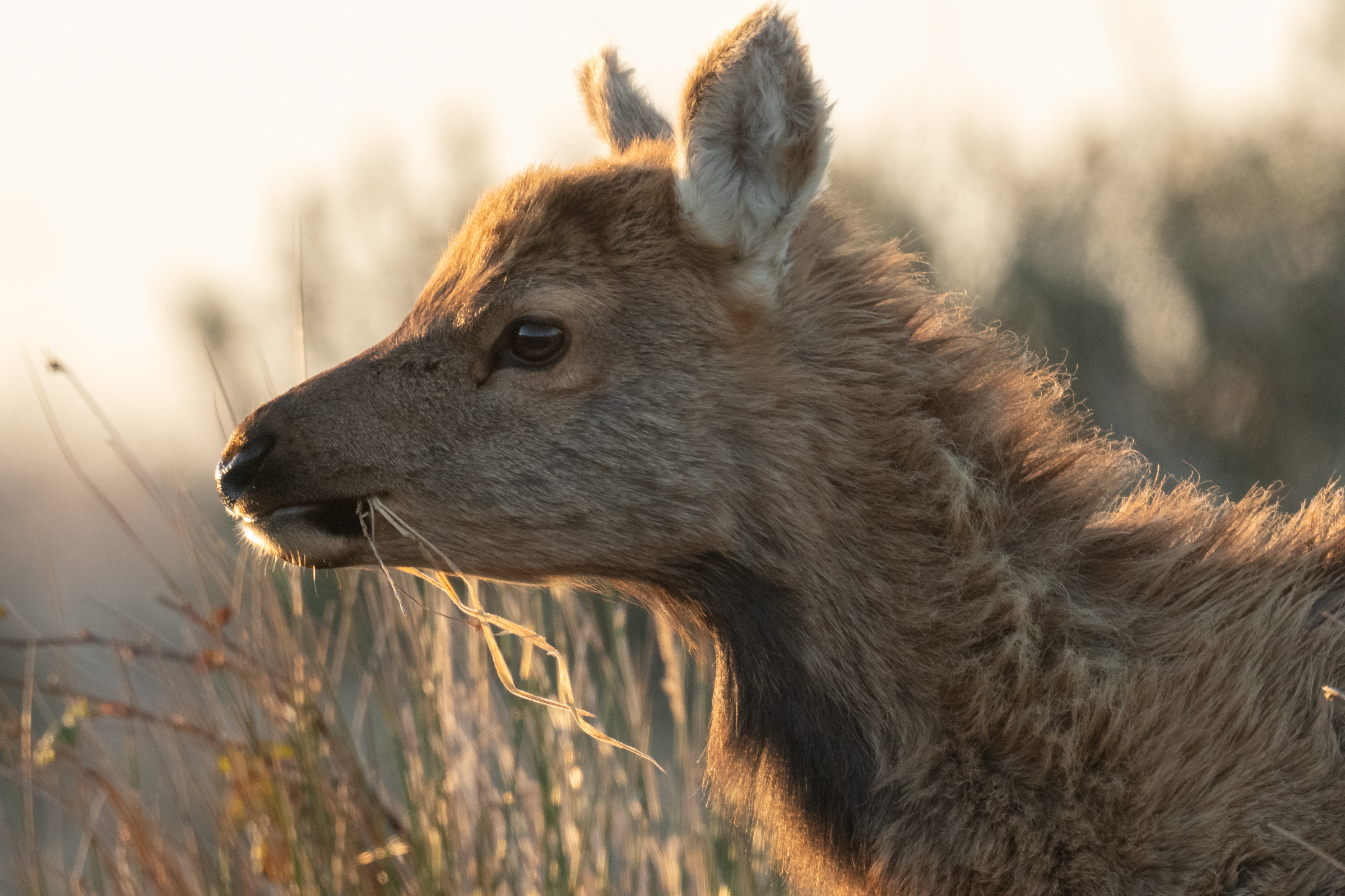 A tule elk calf grazes in the glow of sunset in the Elk Preserve section of Point Reyes National Seashore.