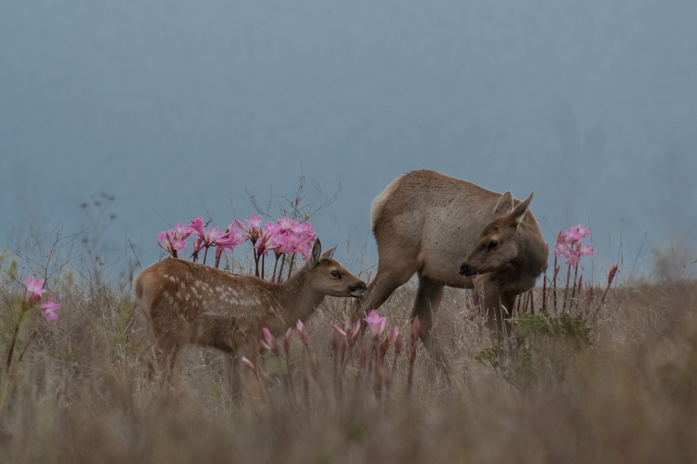 A tule elk cow and her calf graze in a patch of Amaryllis belladonna above Drake's beach.