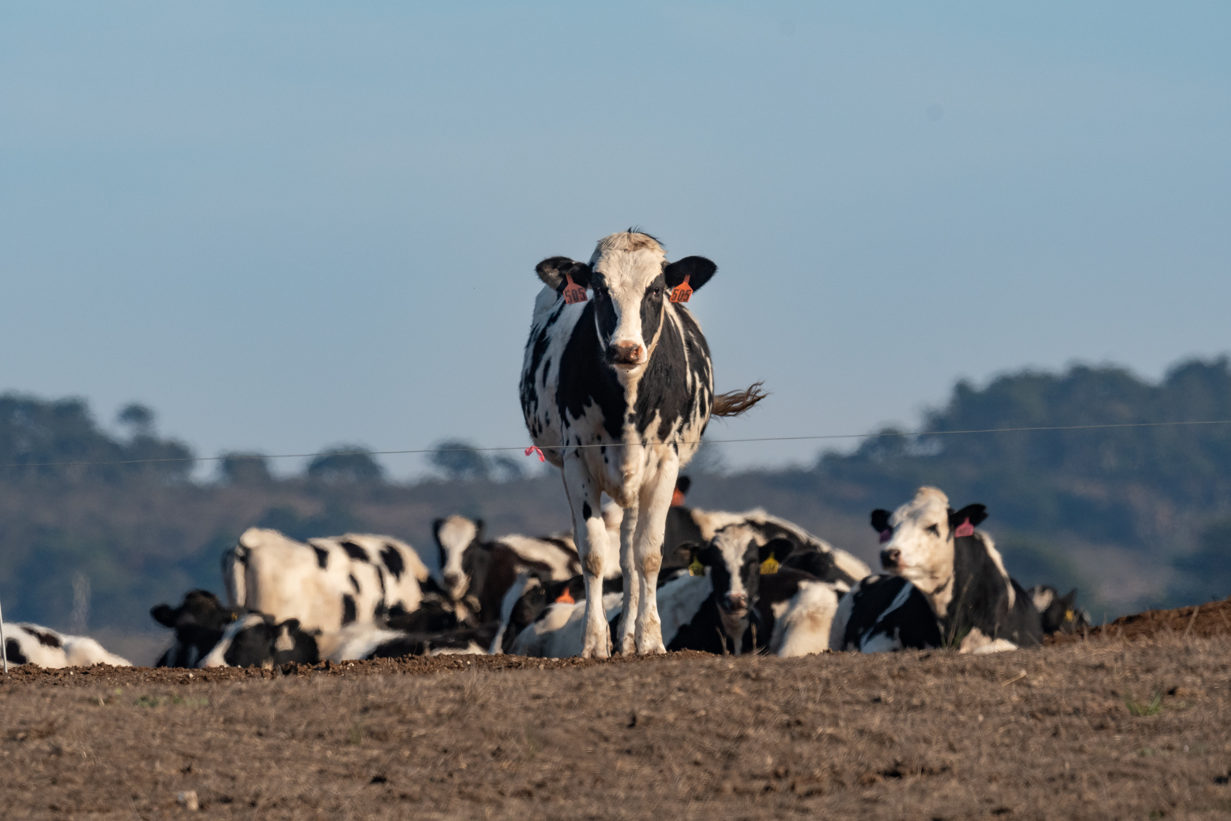 Cattle at Point Reyes are kept in fields enclosed with a combination of barbed wire fencing and electric fences (shown here).