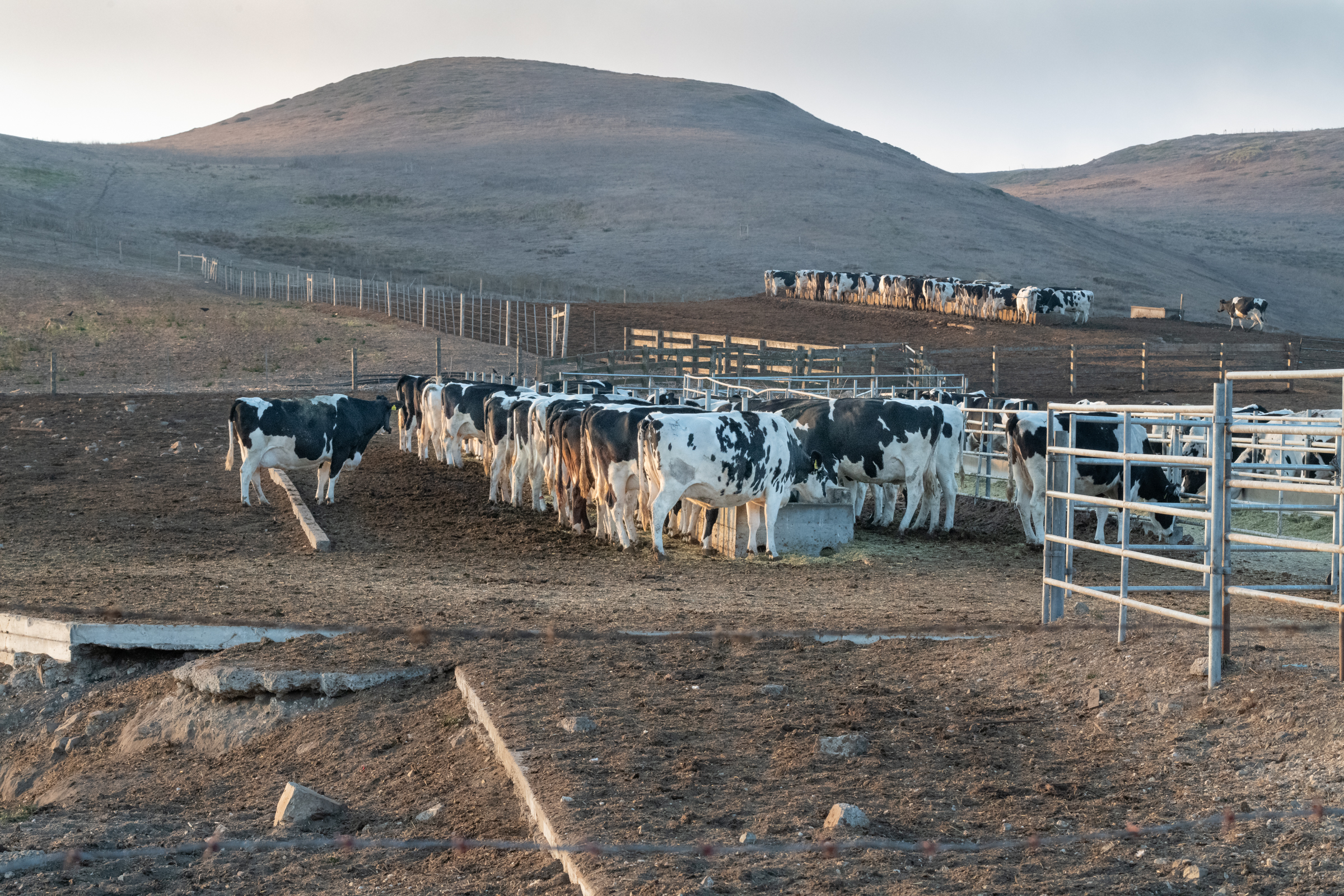 Dairy cattle feed from troughs at sunset at one of the large ranches at Point Reyes National Seashore.