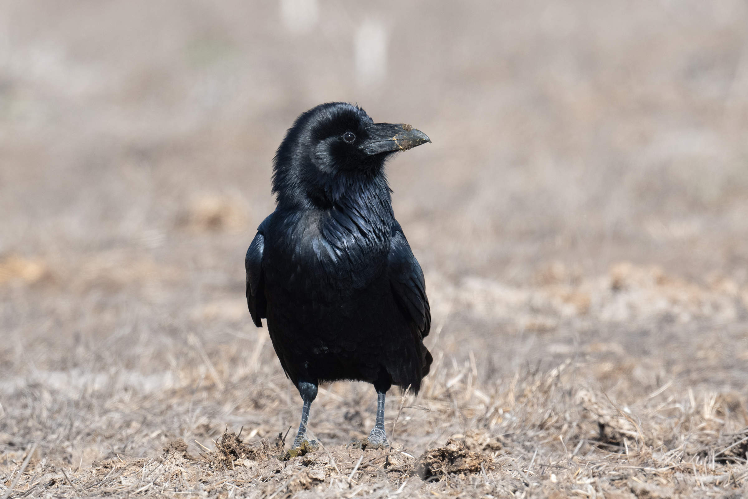 Ravens are attracted to ranches and dairies in the Park, both by the manure and by the carrion that results when ranchers plant and harvest fields for silage to feed their cattle.