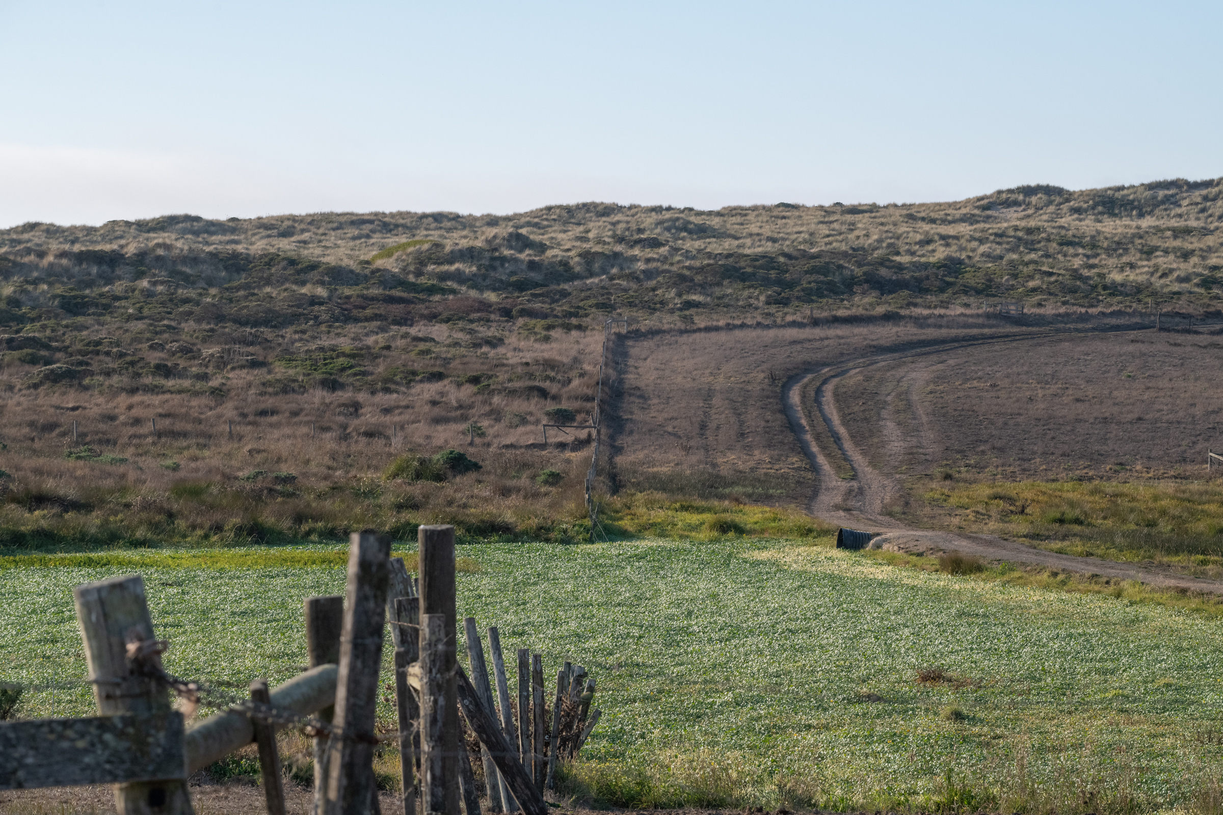 The grazed area on the right contrasts with the cattle-free scrub brush on the left, and the bright green over-growth in the cattle pond at the bottom of this image.