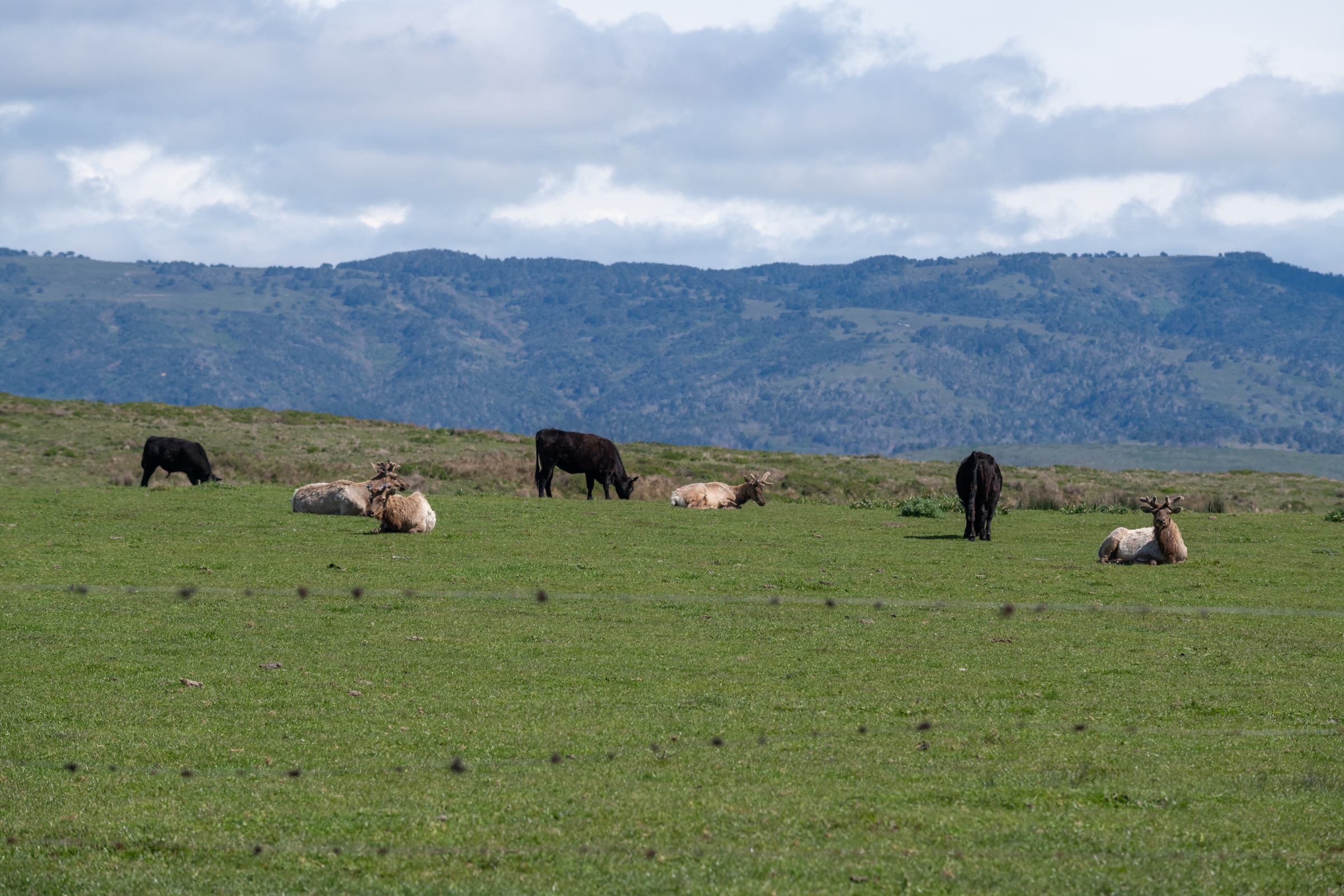 Tule elk bulls in velvet rest in a field with cattle, surrounded by barbed wire fencing above Drake's Beach.