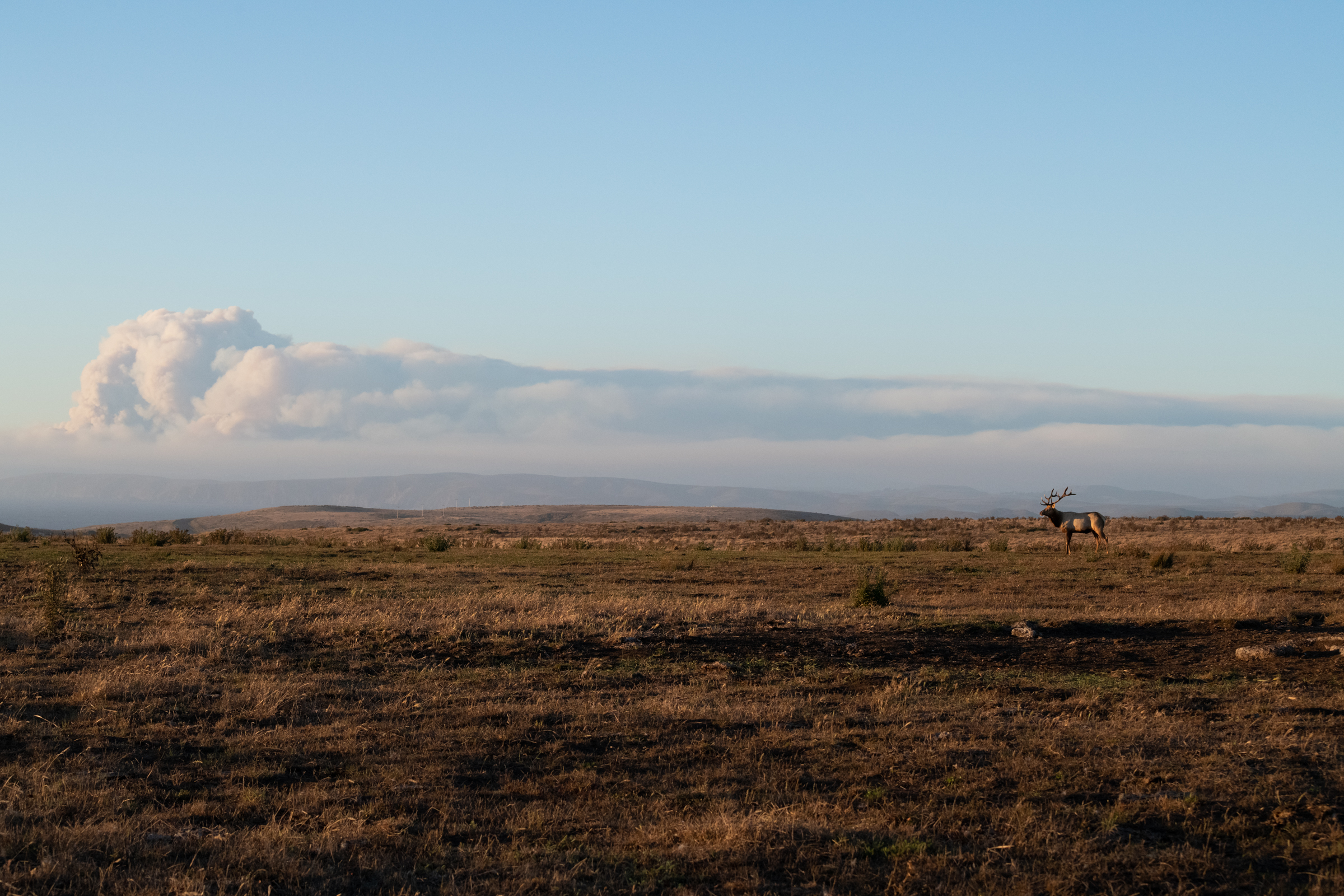 Smoke from wildfires in Sonoma County billows in the distance behind this tule elk at Point Reyes National Seashore.