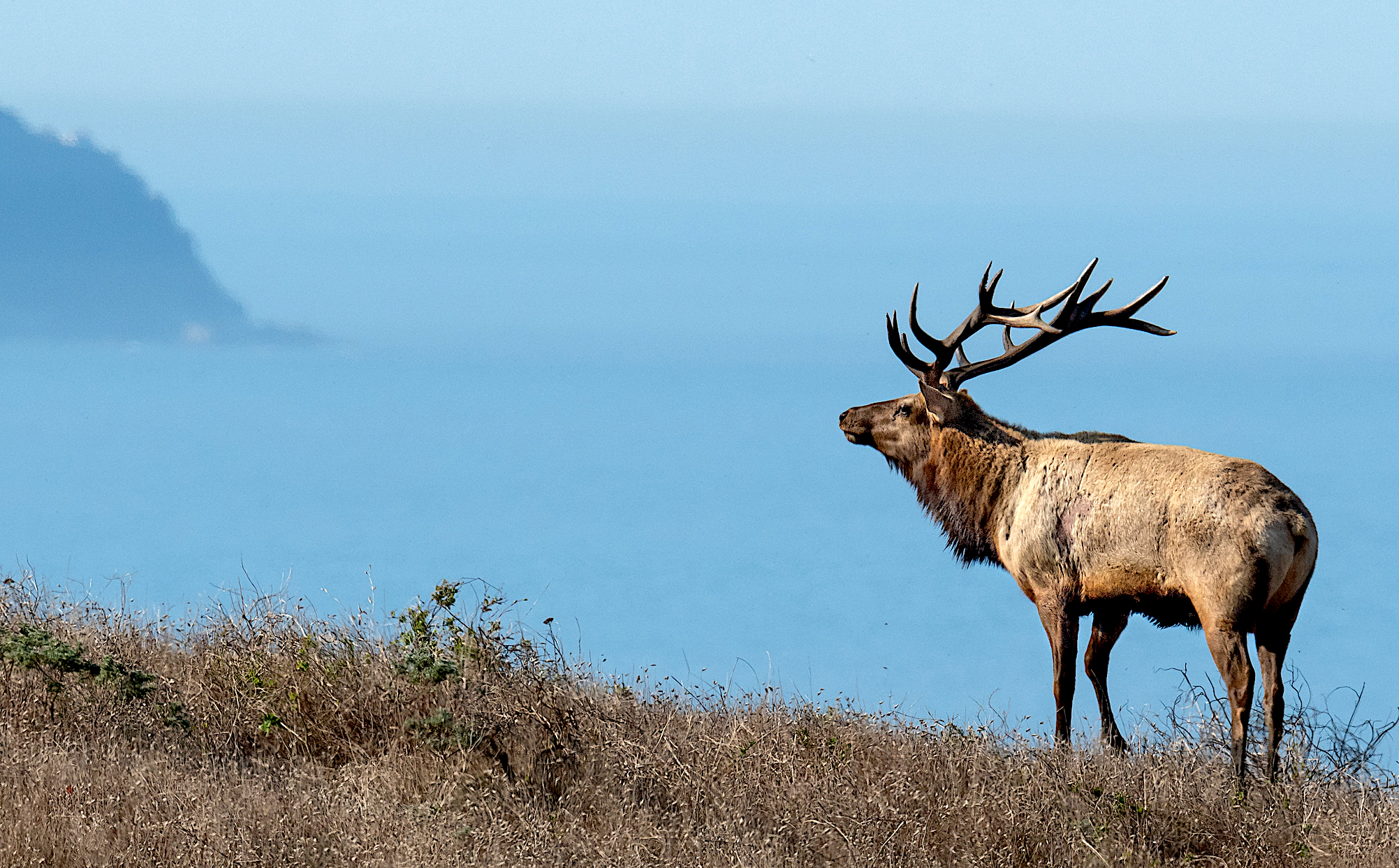 With the lighthouse peninsula in the background, a male tule elk stands on a bluff in the Tule Elk Preserve at Point Reyes National Seashore.