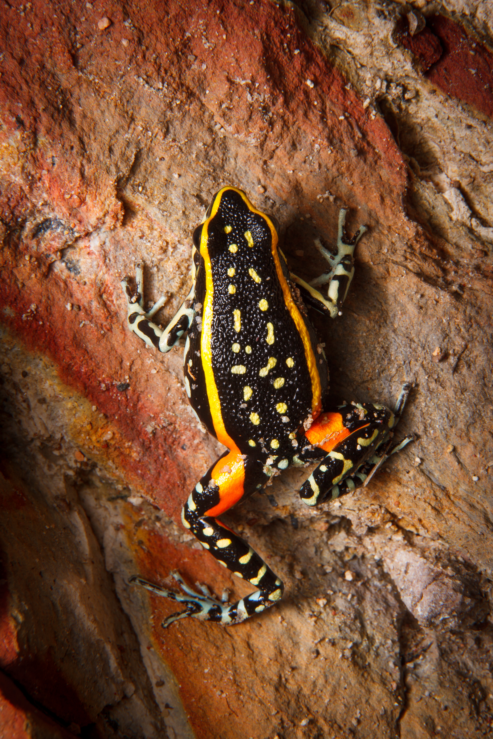 The Lutz’s poison frog can be found on rupestrian grasslands, high altitude grasslands, swamps and riverine forests of the Cerrado biome, where it feeds primarily on ants.