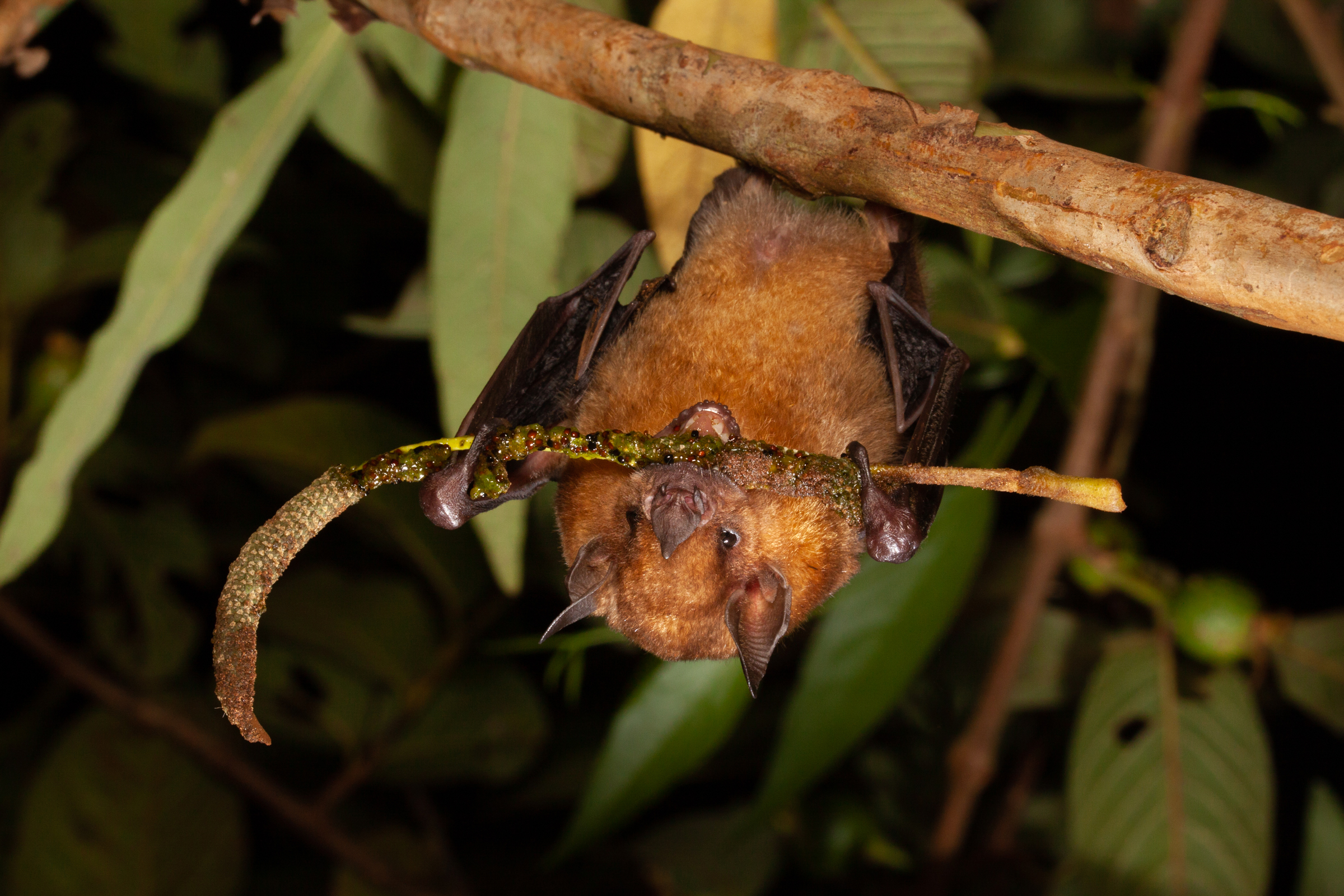 The little yellow-shouldered bat is a fruit-eating species with powerful jaws adapted to opening and chewing tough fruits. With a penchant for feeding on and dispersing the seeds of pioneer plants—the first to colonize degraded places—the species is an excellent forest regenerator.