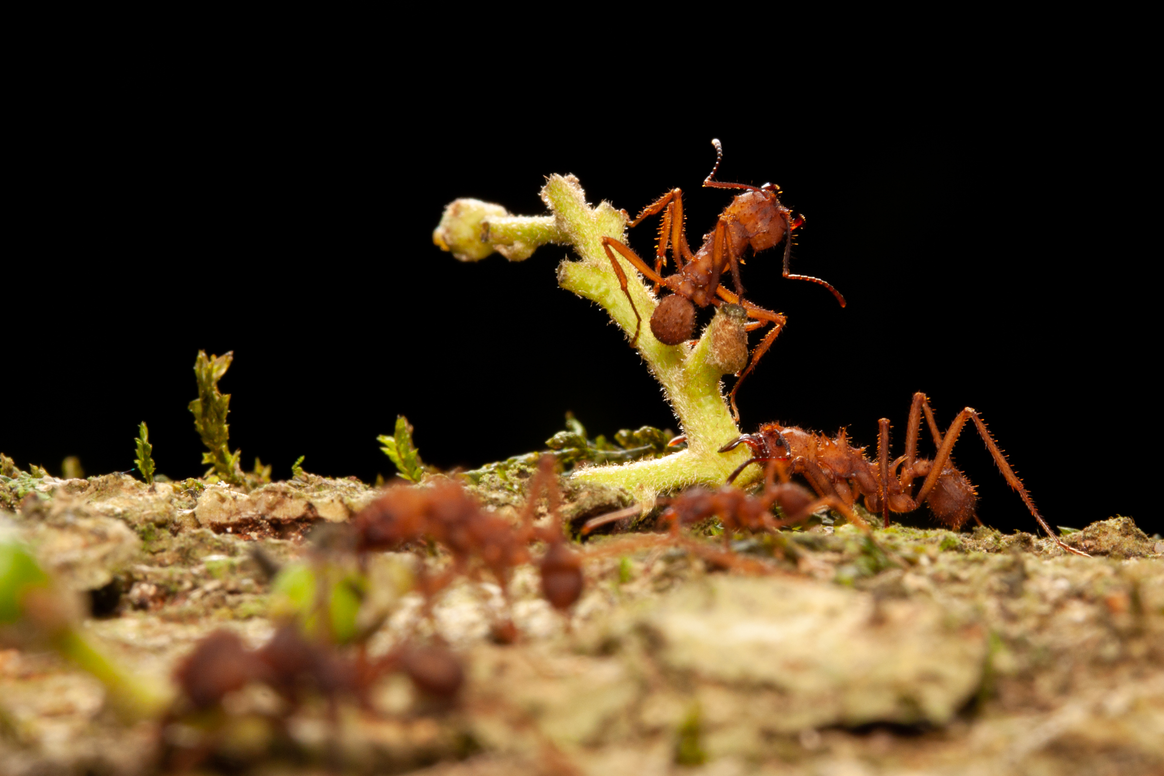 Leafcutter ants walk along a tree trunk carrying their precious resources—leaves, flowers and other plant pieces—which will be used to farm the fungus on which the ants feed.