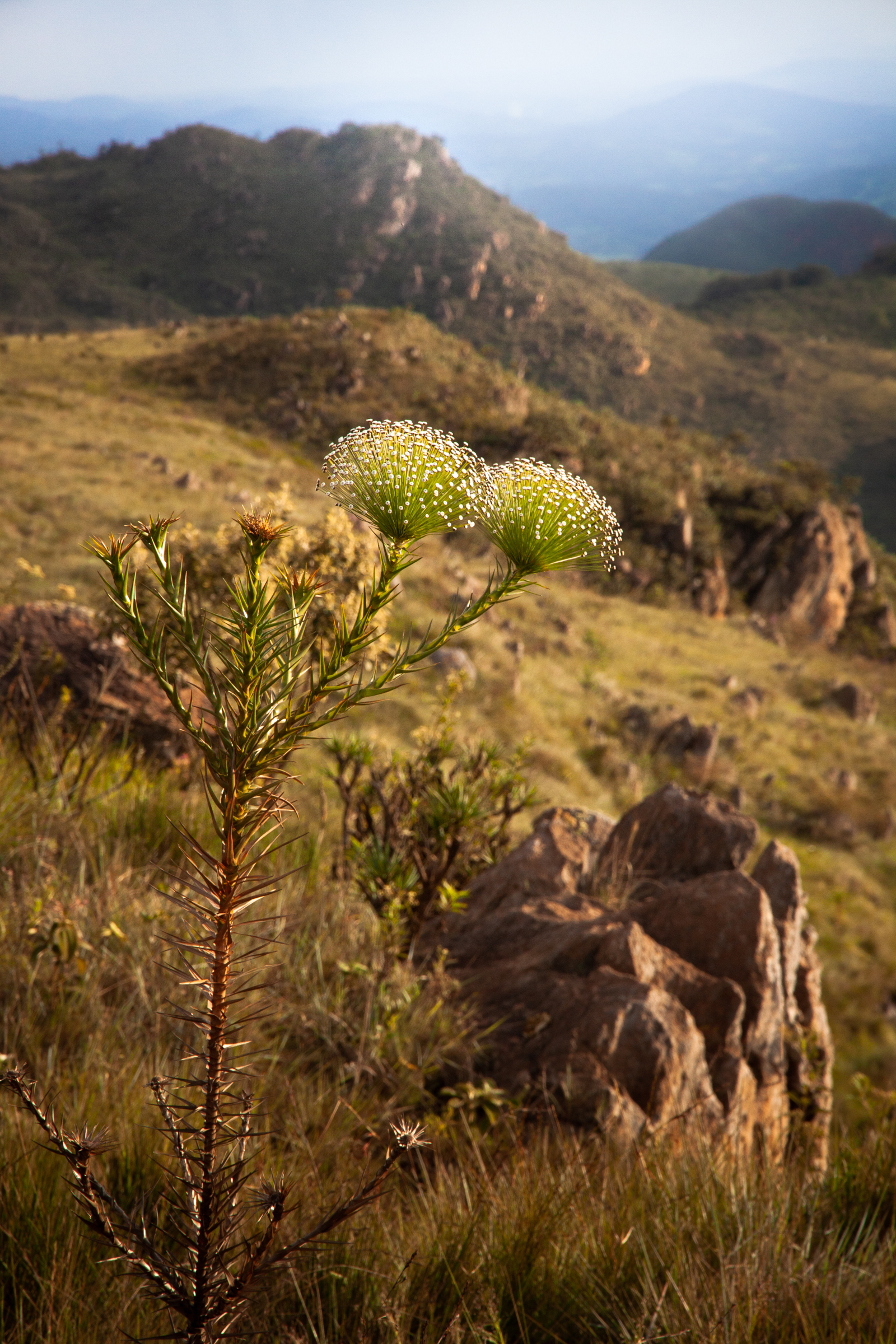 A beautiful, long-lasting flower, known locally as "sempre-viva," pops up in Serra da Calçada Natural Monument, not far from Belo Horizonte, the capital of Minas Gerais State.