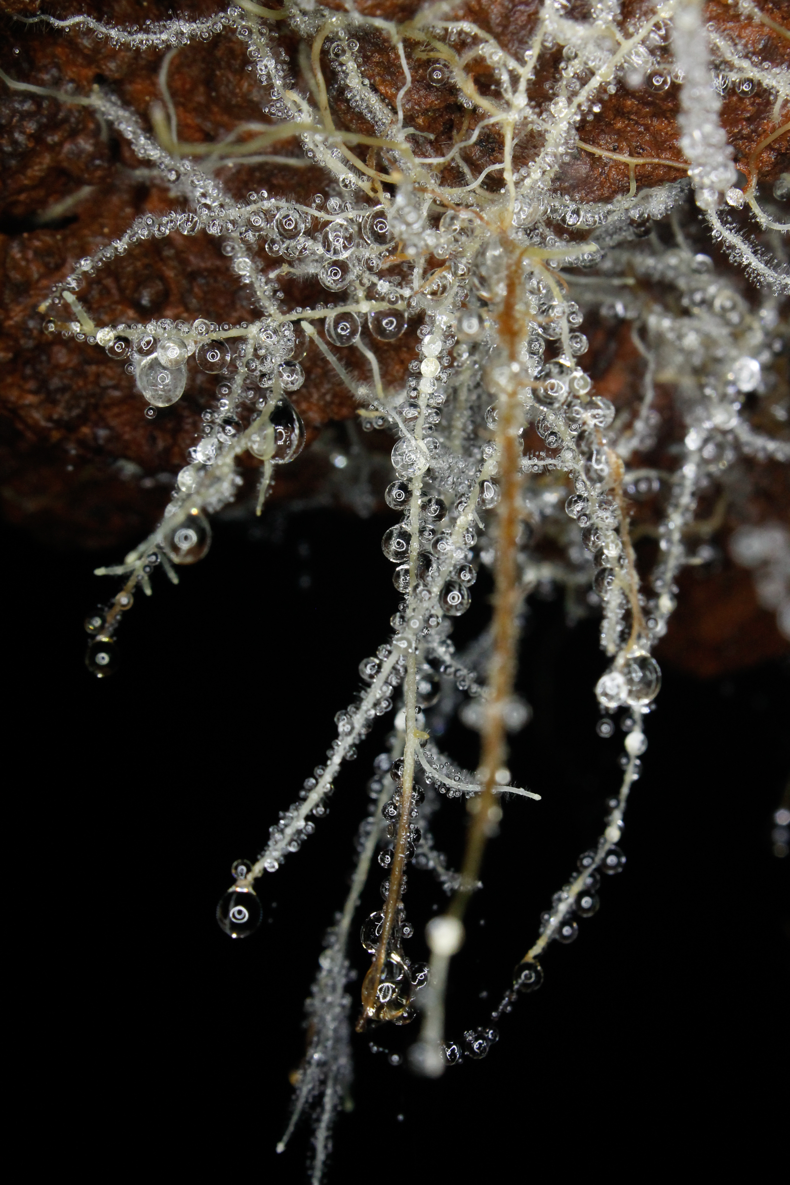 Complex webs of roots from the plants on the surface infiltrate the micro-spaces and canaliculi of the rocks of the Campo Rupestre, reaching into the caves beneath. These roots provide food for numerous cave-dwelling organisms, many of which will never see the light of day.