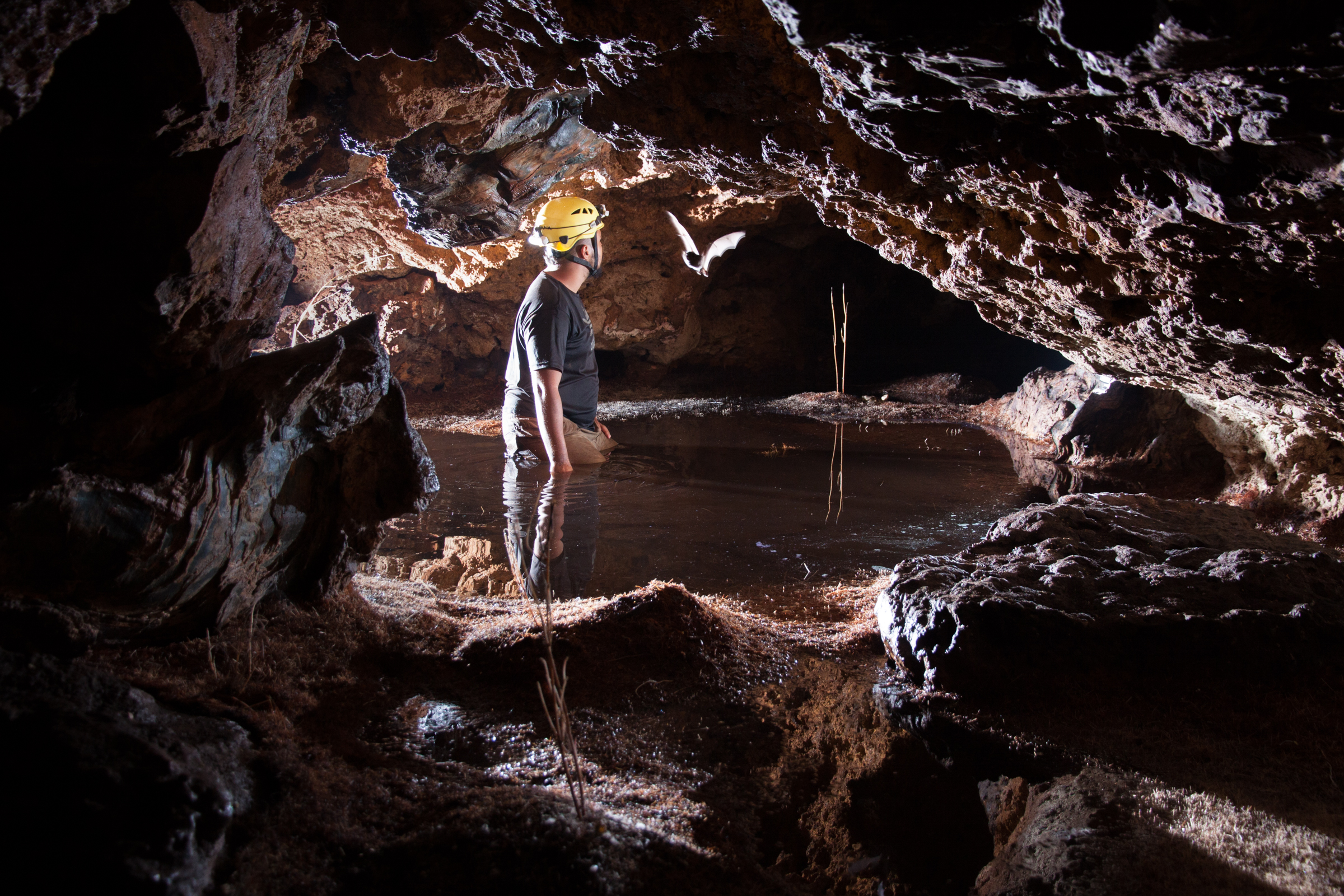 Cave research in Vale do Rio Peixe Bravo River, northern Minas Gerais State, with which the author was once involved, seeks to understand the ecological processes that lead to the occurrence, abundance, and distribution of cave organisms, including invertebrates and bats. In this photo a scientist explores a partially flooded ironstone cave, home to a particularly large bat colony.