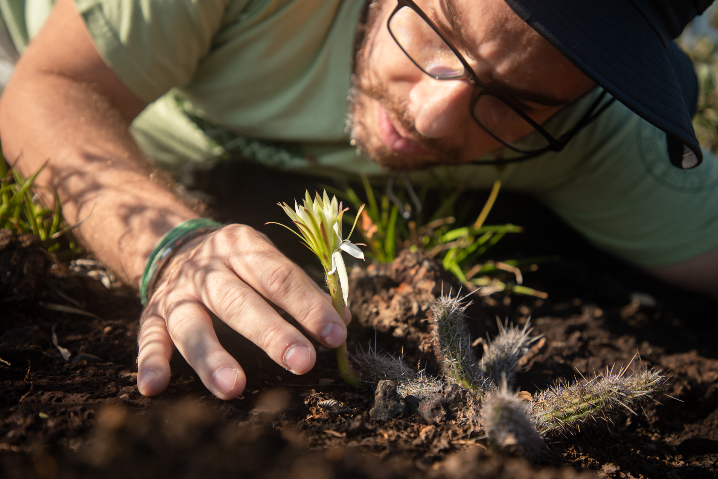 Fernando Silveira, professor and researcher at the Federal University of Minas Gerais, examines a rare specimen of Arthrocereus glaziovii, a critically endangered cactus species endemic to the Campos Rupestres of Quadrilátero Ferrífero region. For years, Silveira has studied the plant diversity of the Campos Rupestres and its responses to anthropic disturbance, such as habitat loss, fragmentation, biological invasions and climate change.