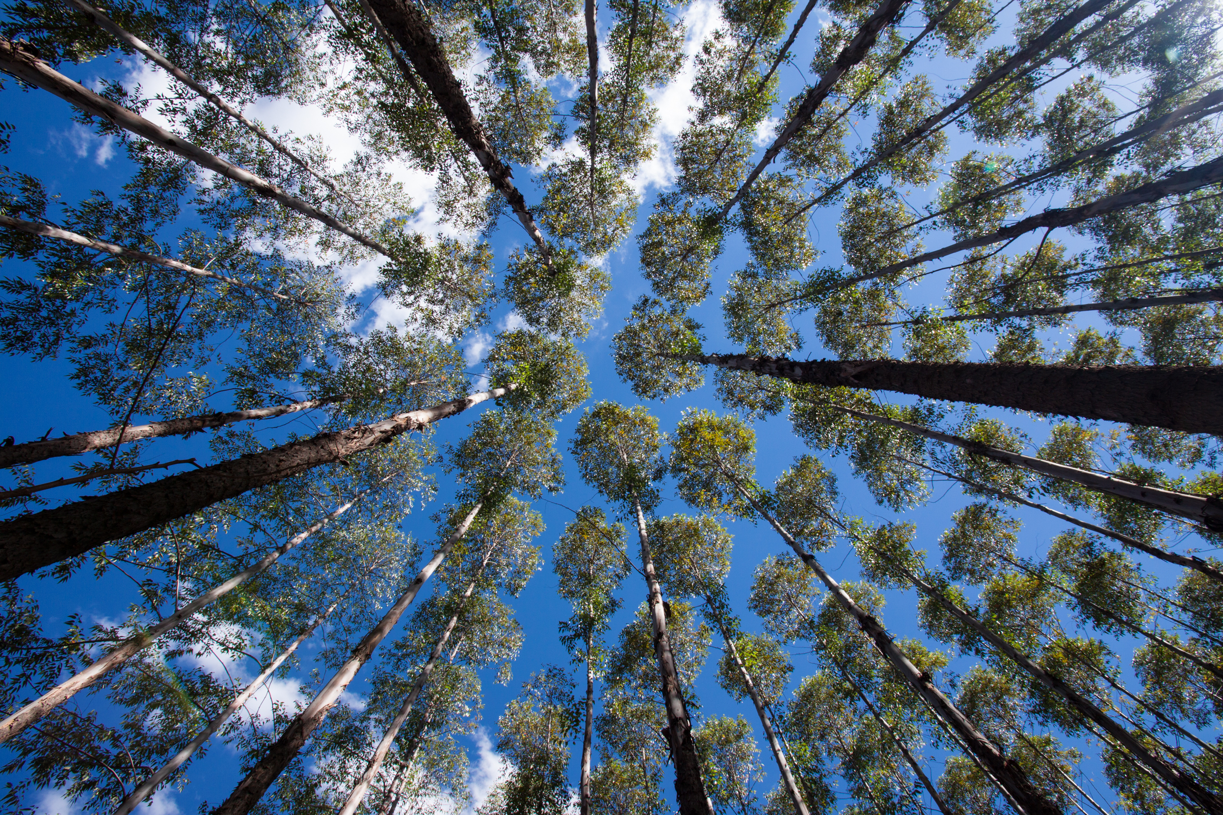 Pine and eucalyptus plantations like this one are often called “green deserts”, since they appear to be rich forest when seen from afar, but are in fact mostly dead from an ecological perspective, harboring only a tiny fraction of the biodiversity that would normally live in these areas.
