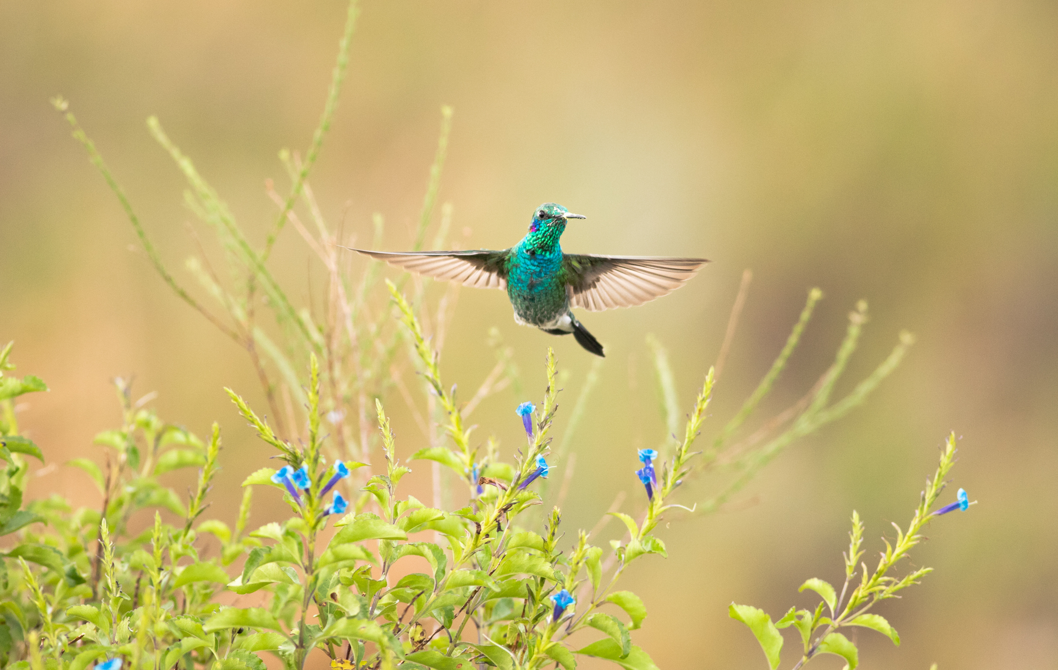 The Espinhaço mountains are centers of endemism and diversity for several groups of flora and fauna, including hummingbirds. Here, a white-vented violetear approaches the flowers of a Stachytarpheta glabra in Sempre Vivas National Park to feed on their nectar.