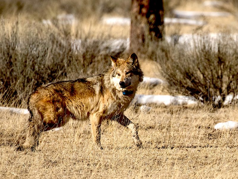 Mexican wolf "M1296" walks off a sedative after being processed and released back into the field during a January 2016 annual Mexican wolf count based out of Alpine, Arizona. After receiving vaccinations and a new GPS collar, M1296 was reacquainted with his mate not far from where he was initially captured. Photograph by Christina Selby