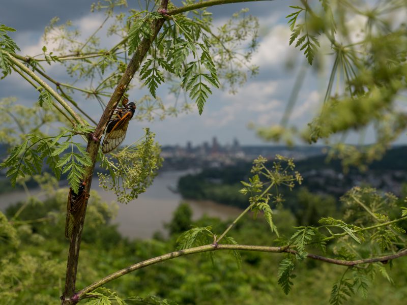 A Cicada calls from a plant with the Cincinnati, Ohio skyline in the background on June 12, 2021.