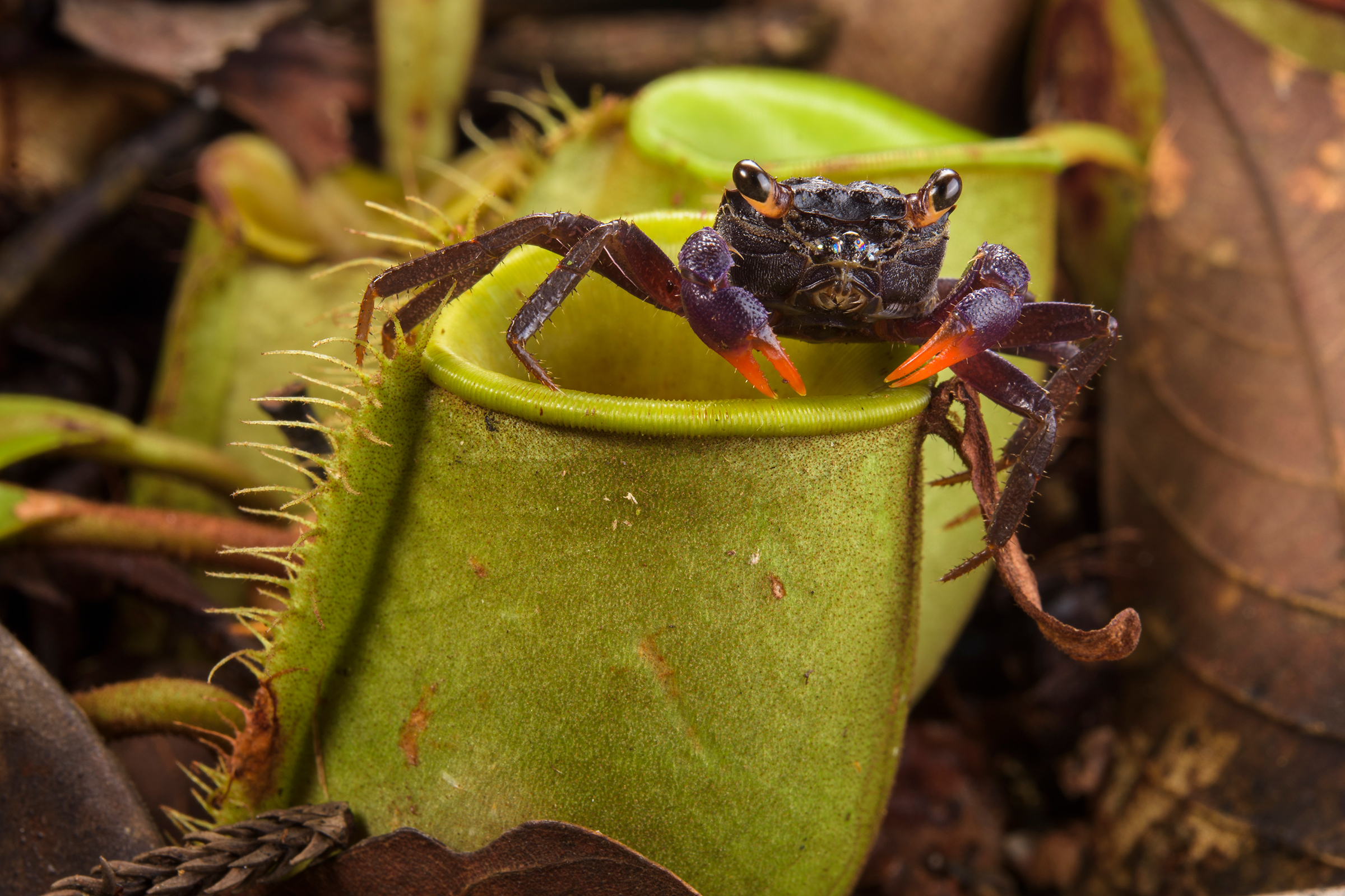 Land crab and pitcher plan in Borneo