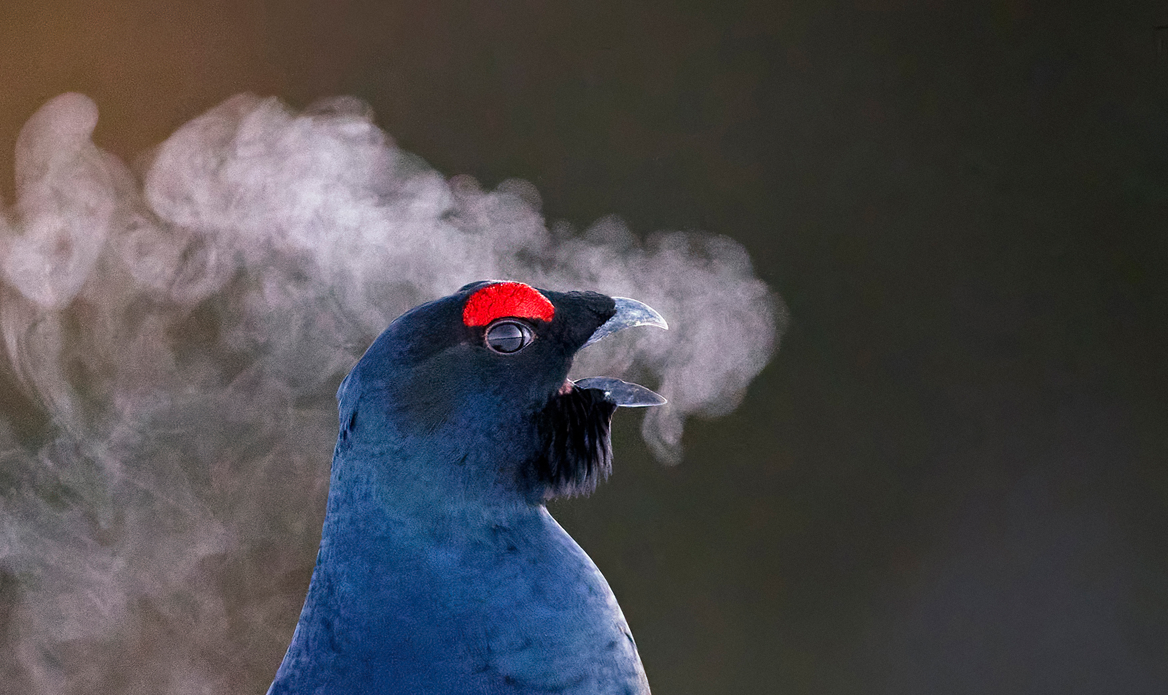 A black grouse let's out a throaty hiss on a cold day in Kuusamo, Finland.