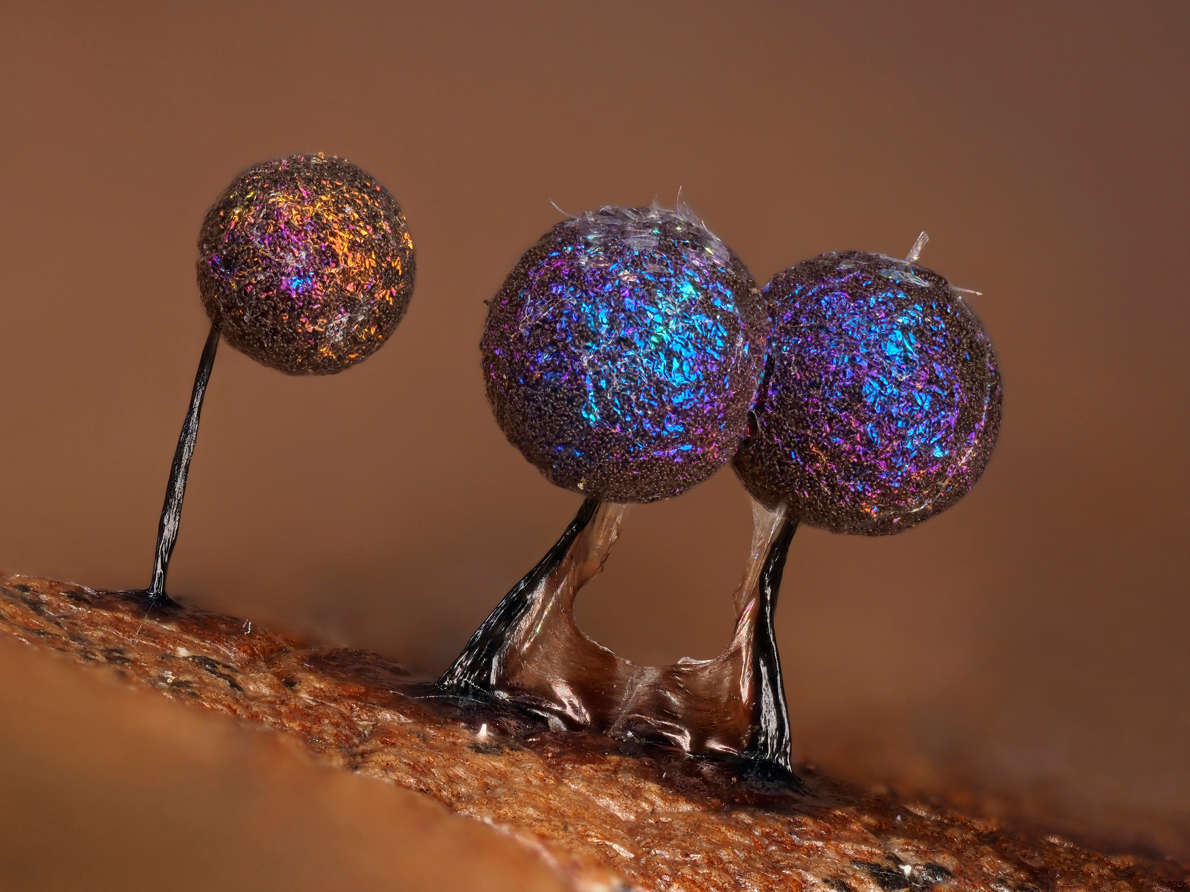 Fruiting bodies of the slime mold Lamproderma scintillans photographed in Buckinghamshire, England by Andy Sands
