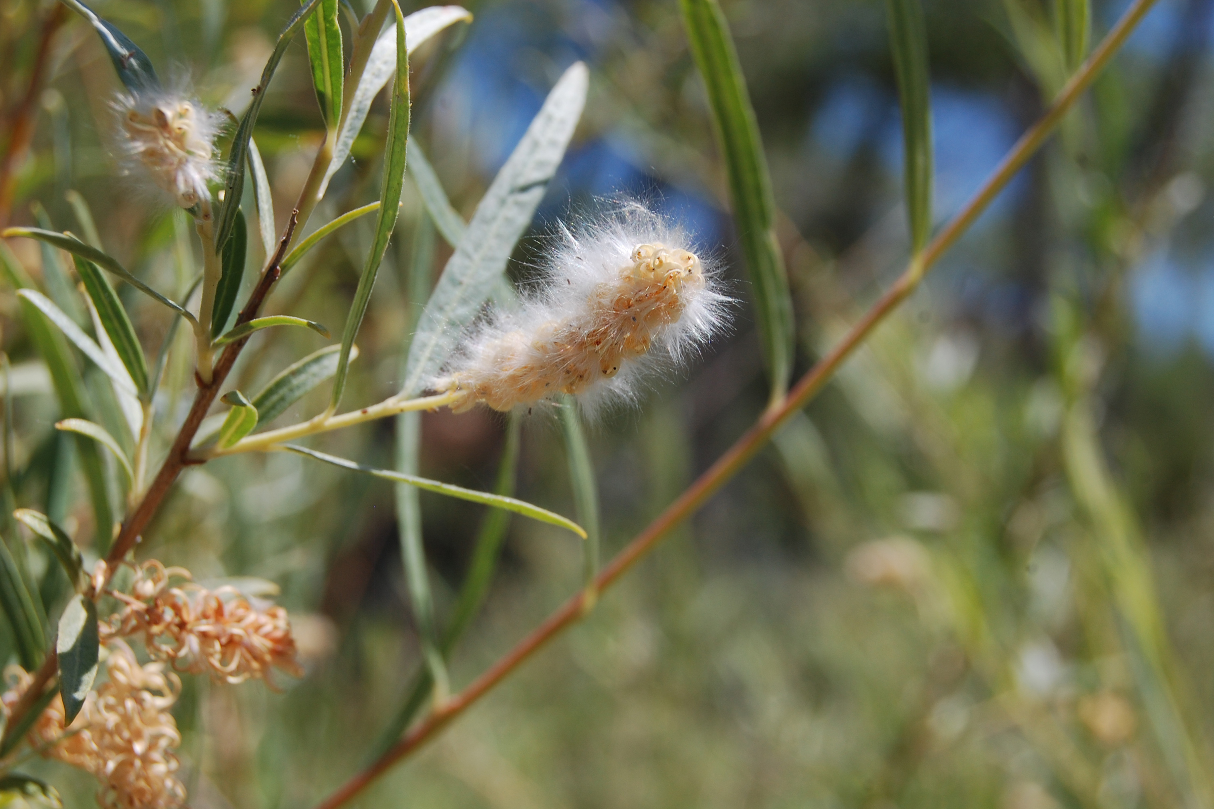 A coyote willow flower blooms near the edge of the Rio Gallina in northern New Mexico.