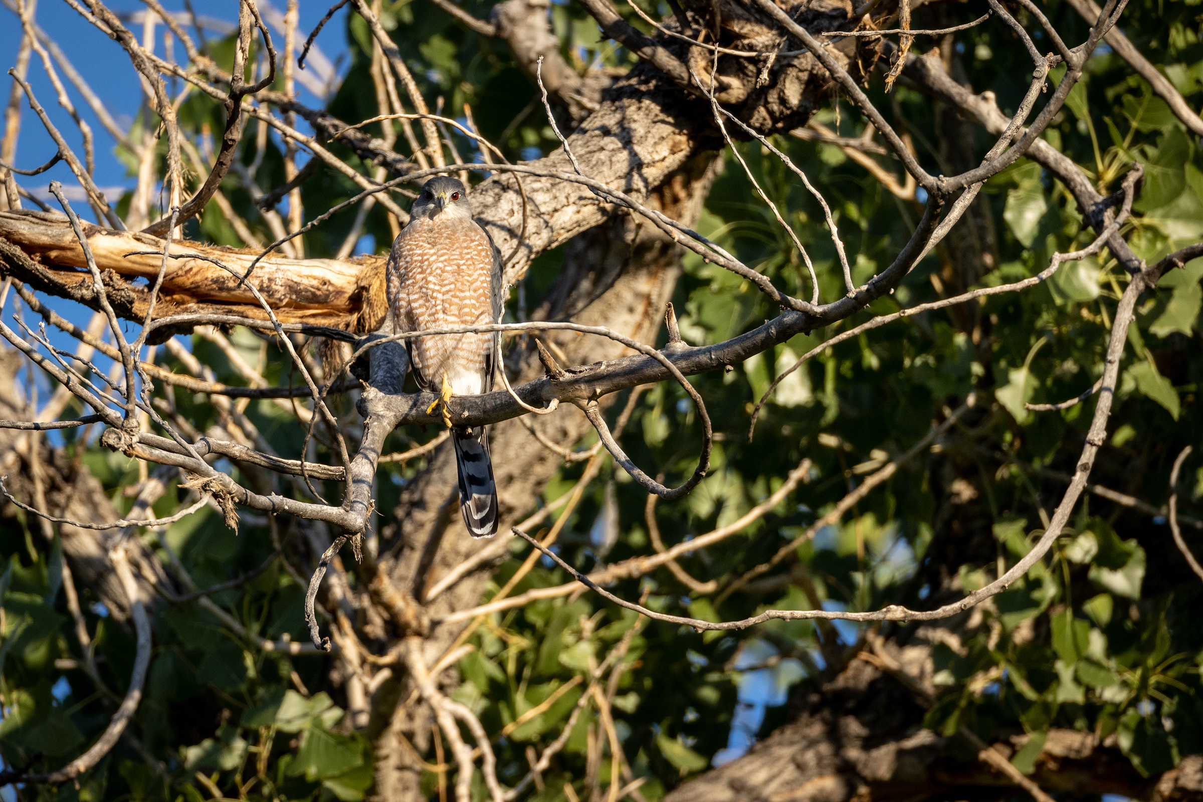 Cooper's hawks and sharp-shinned hawks are common residents of the bosque, perching high in cottonwoods to spy their prey—often the many songbirds of the riparian forest.