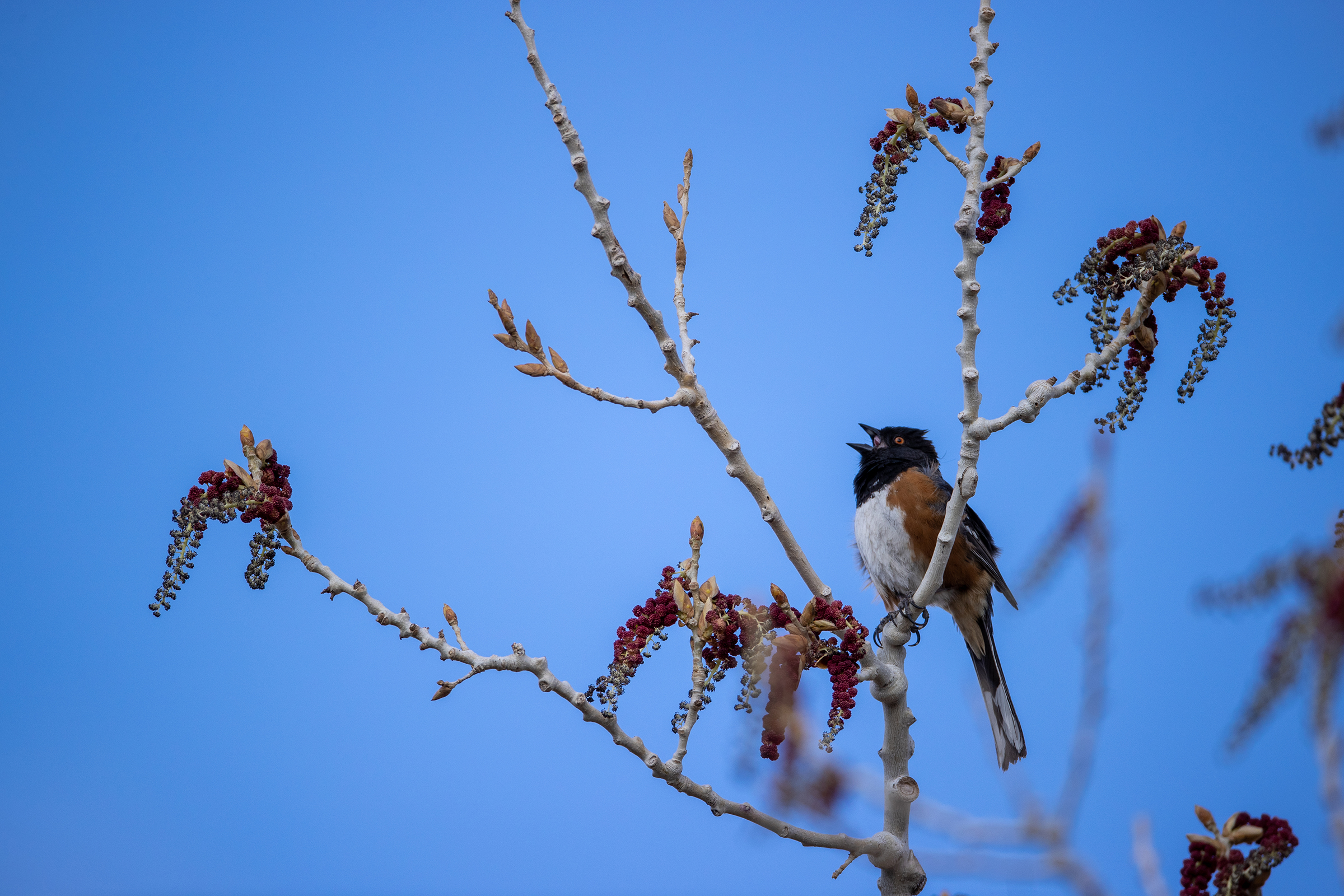 A spotted towhee sings from the top of a blooming cottonwood tree.