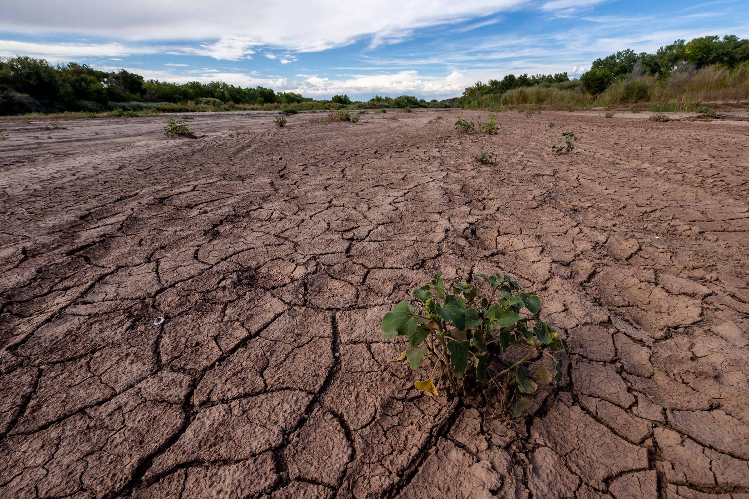 Invasive burdock, here growing successfully in the dried bed of the Rio Grande, has become a common part of the river’s ecosystem.